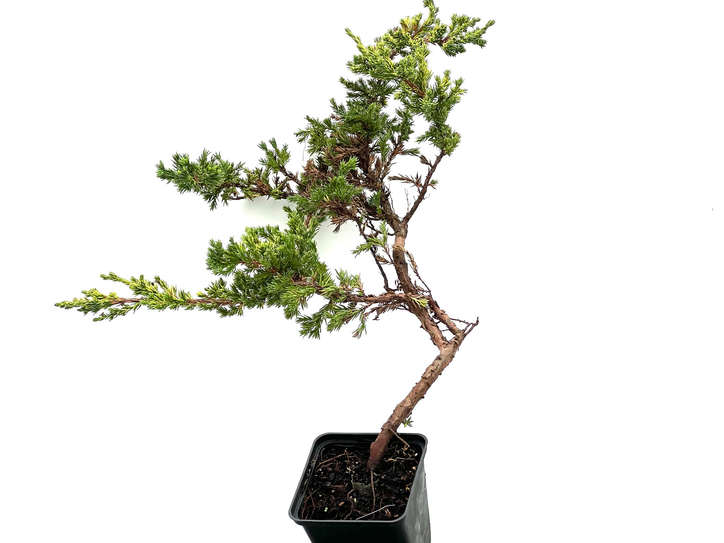 Juniperus Procumbens Kishiogima