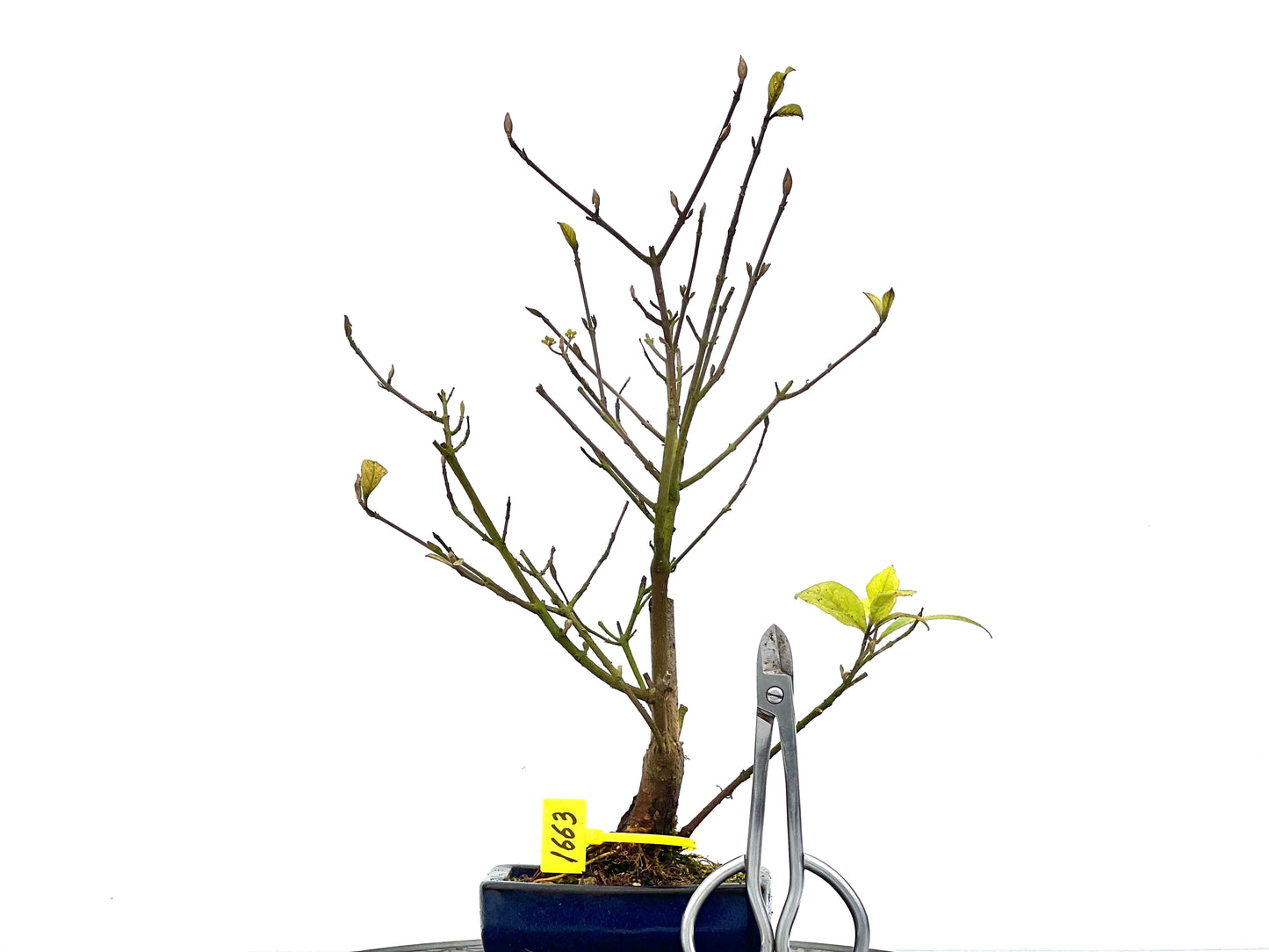 Callicarpa Japónica 1663