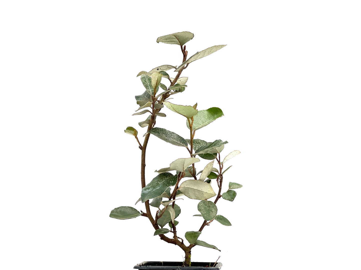 Eleagnus Pungens