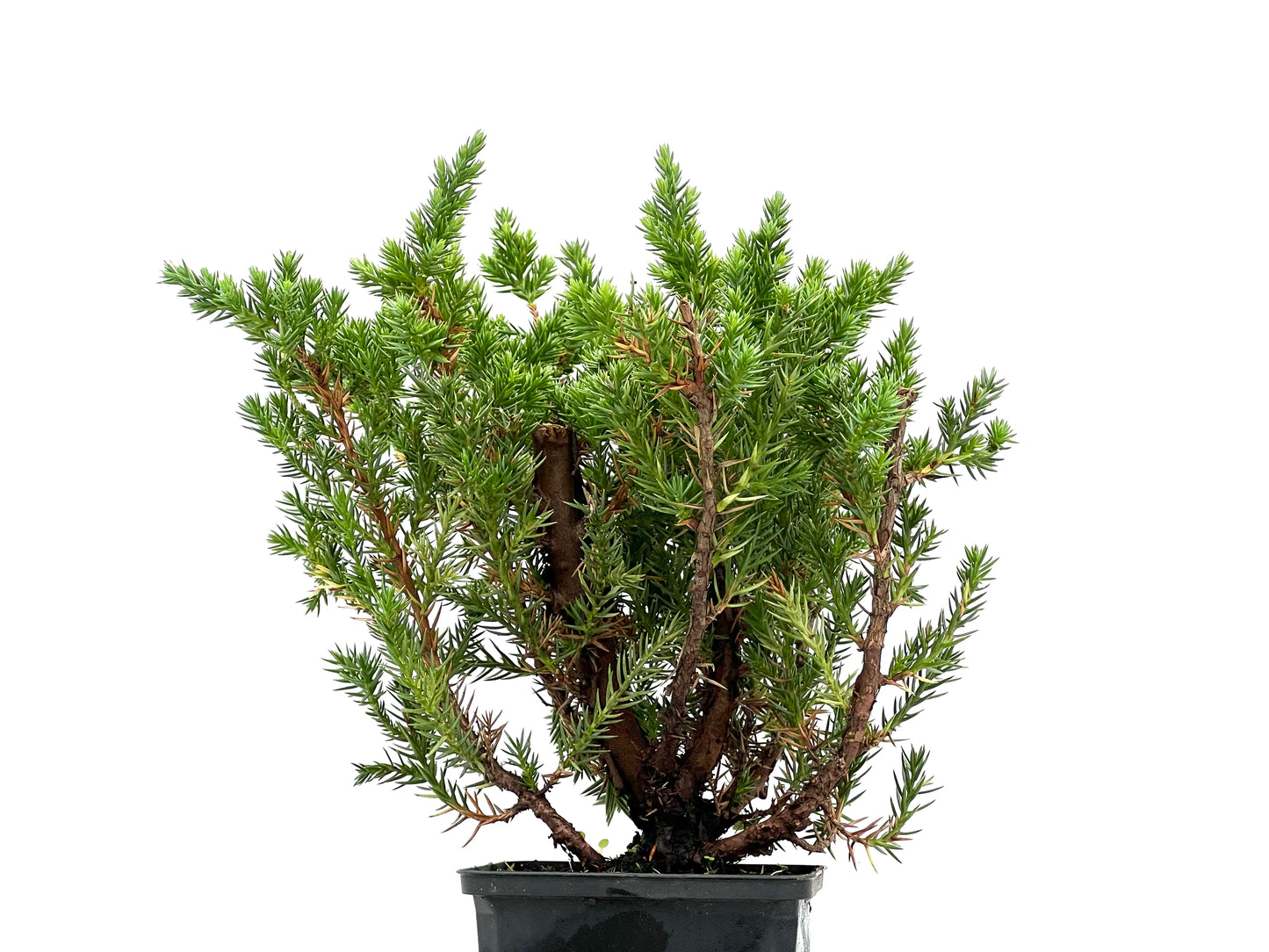 Juniperus Chinensis San José