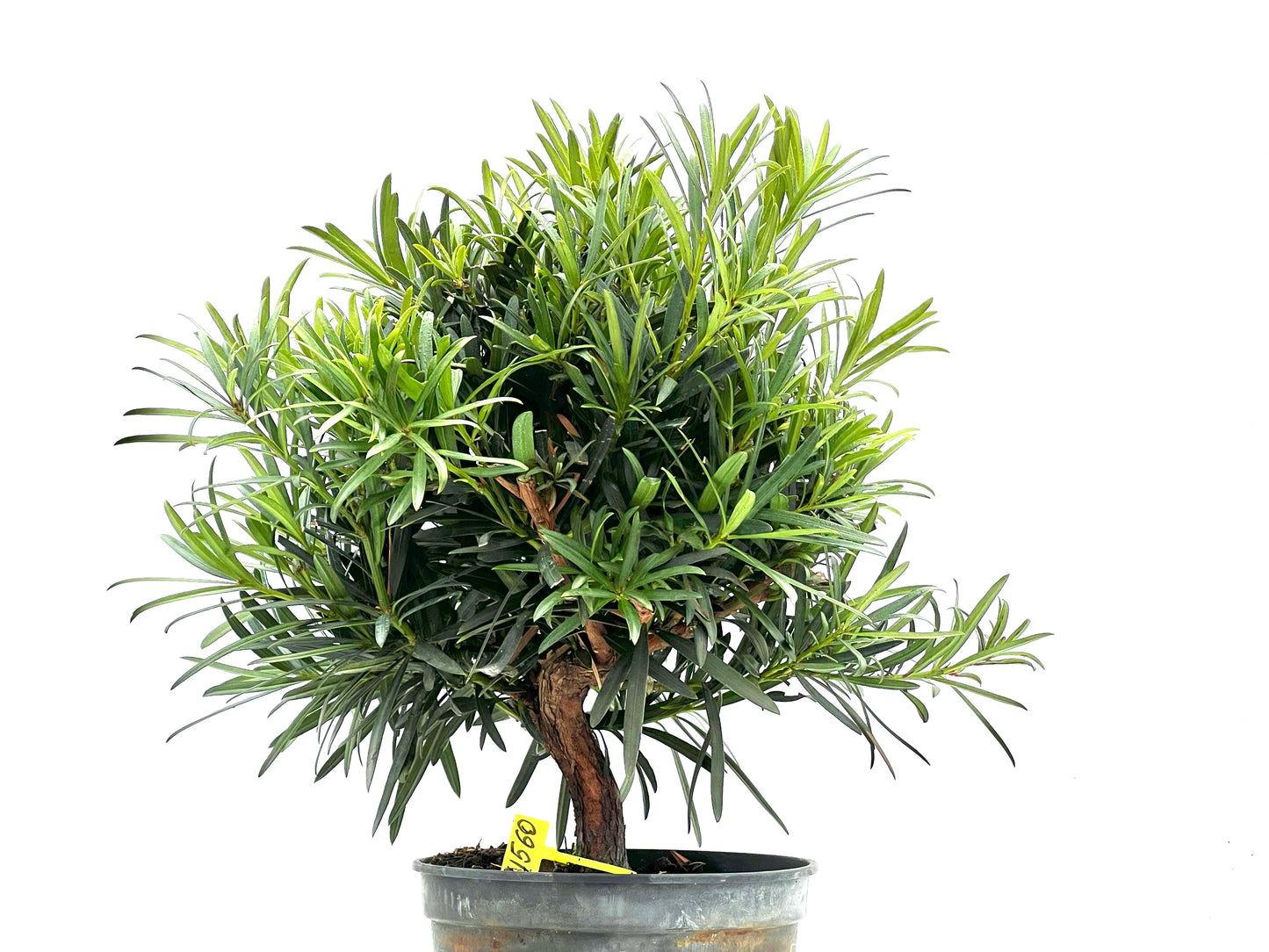 Podocarpus Microphyllus 1560