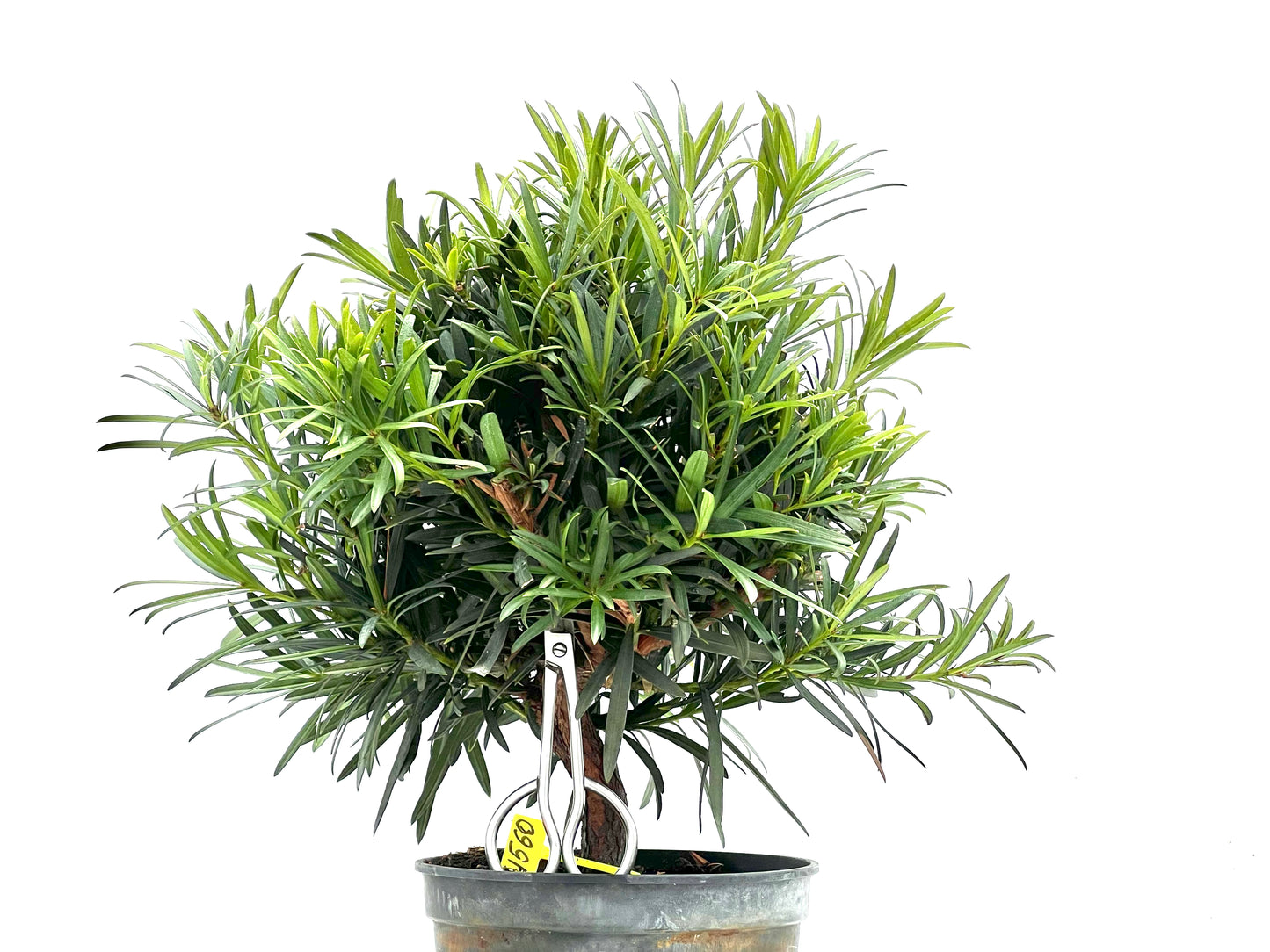 Podocarpus Microphyllus 1560