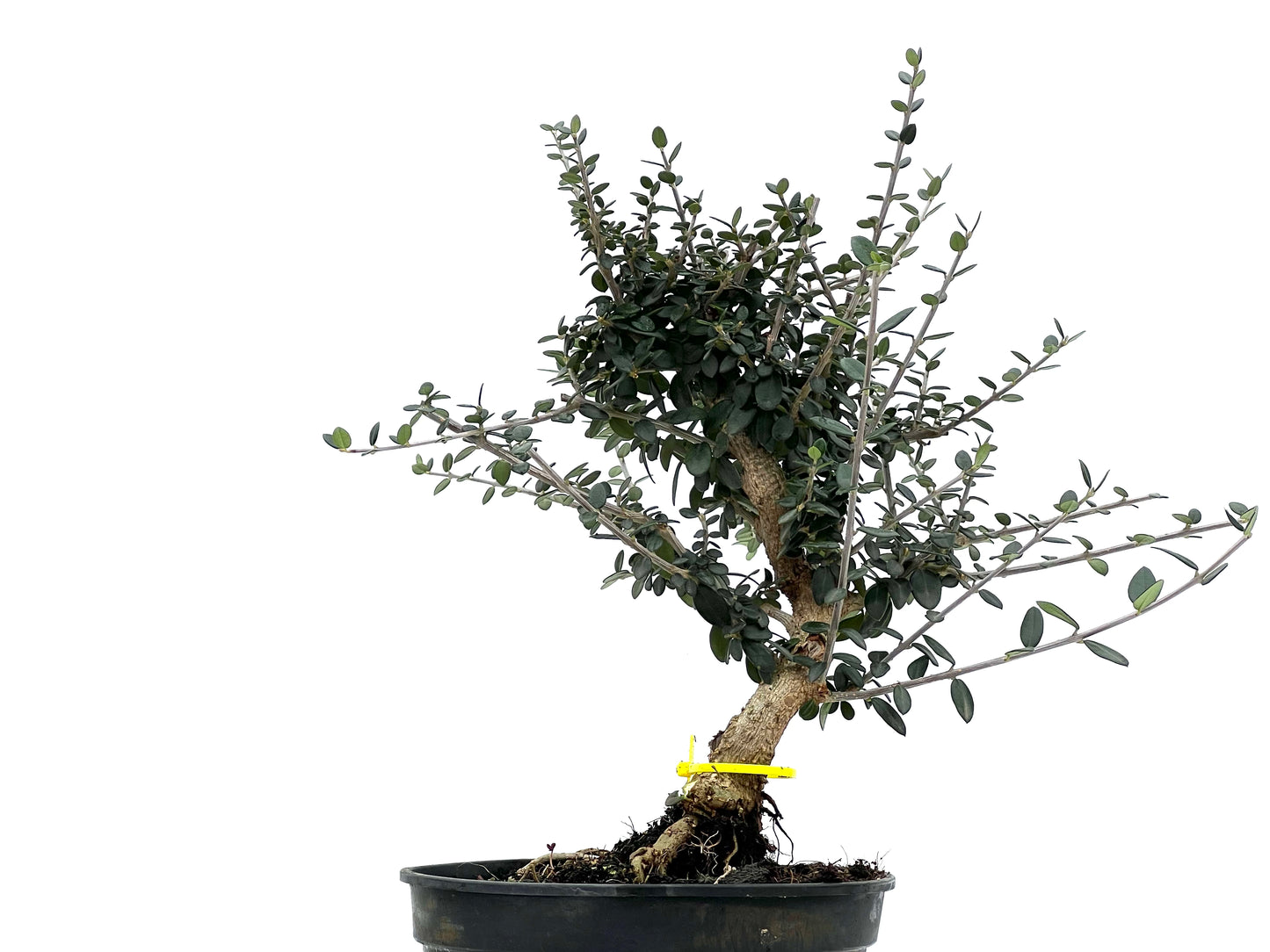 Olea Europaea Sylvestris 1667