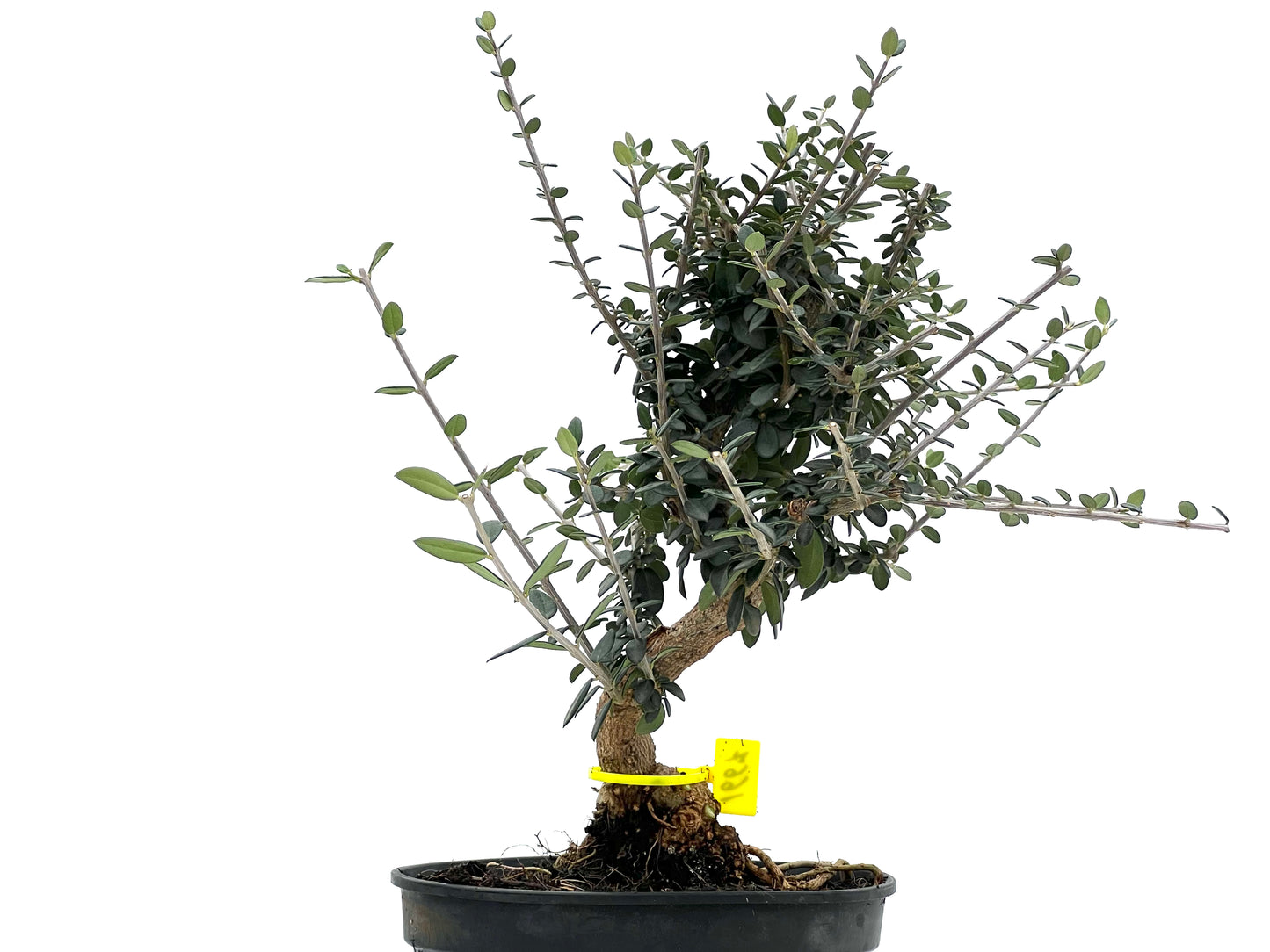 Olea Europaea Sylvestris 1667