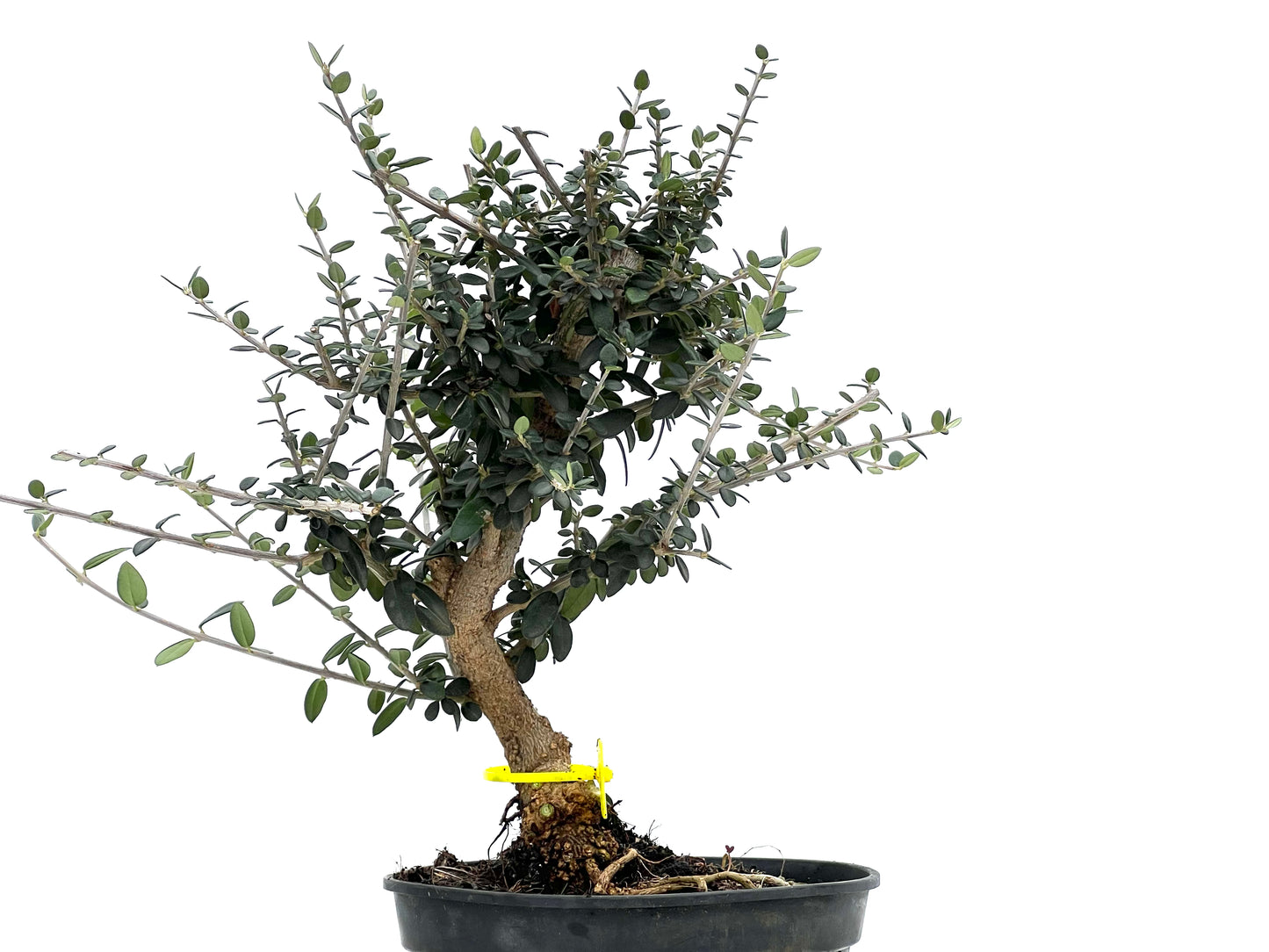 Olea Europaea Sylvestris 1667