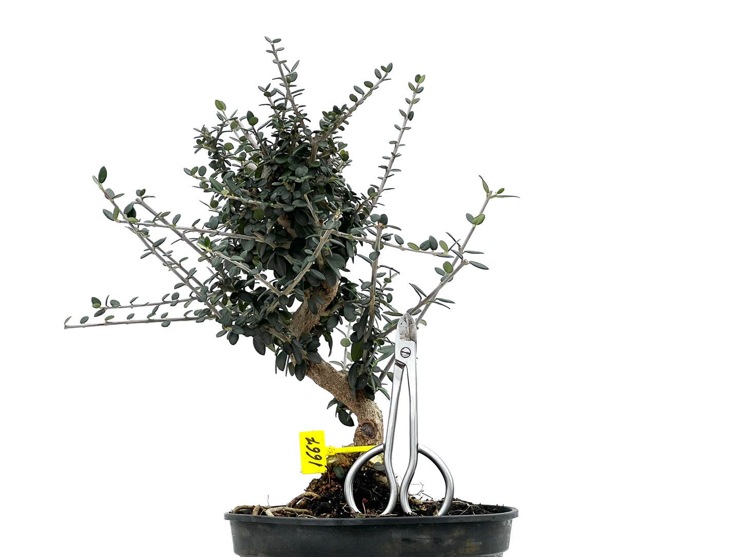 Olea Europaea Sylvestris 1667