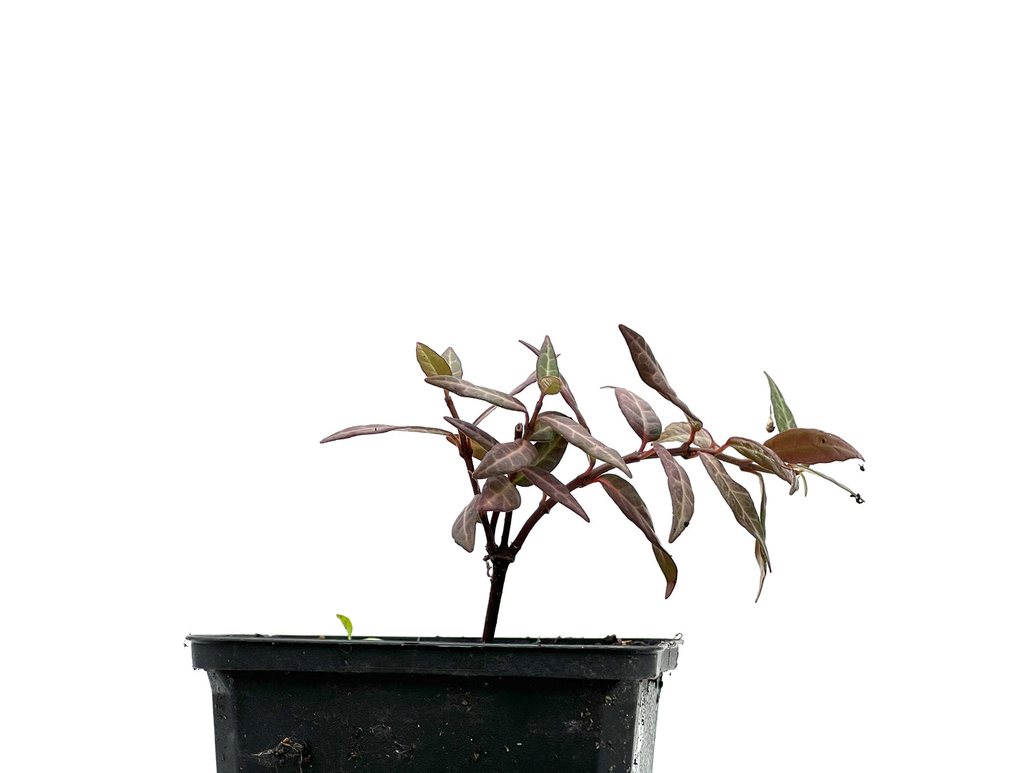 Trachelospermum Asiaticum