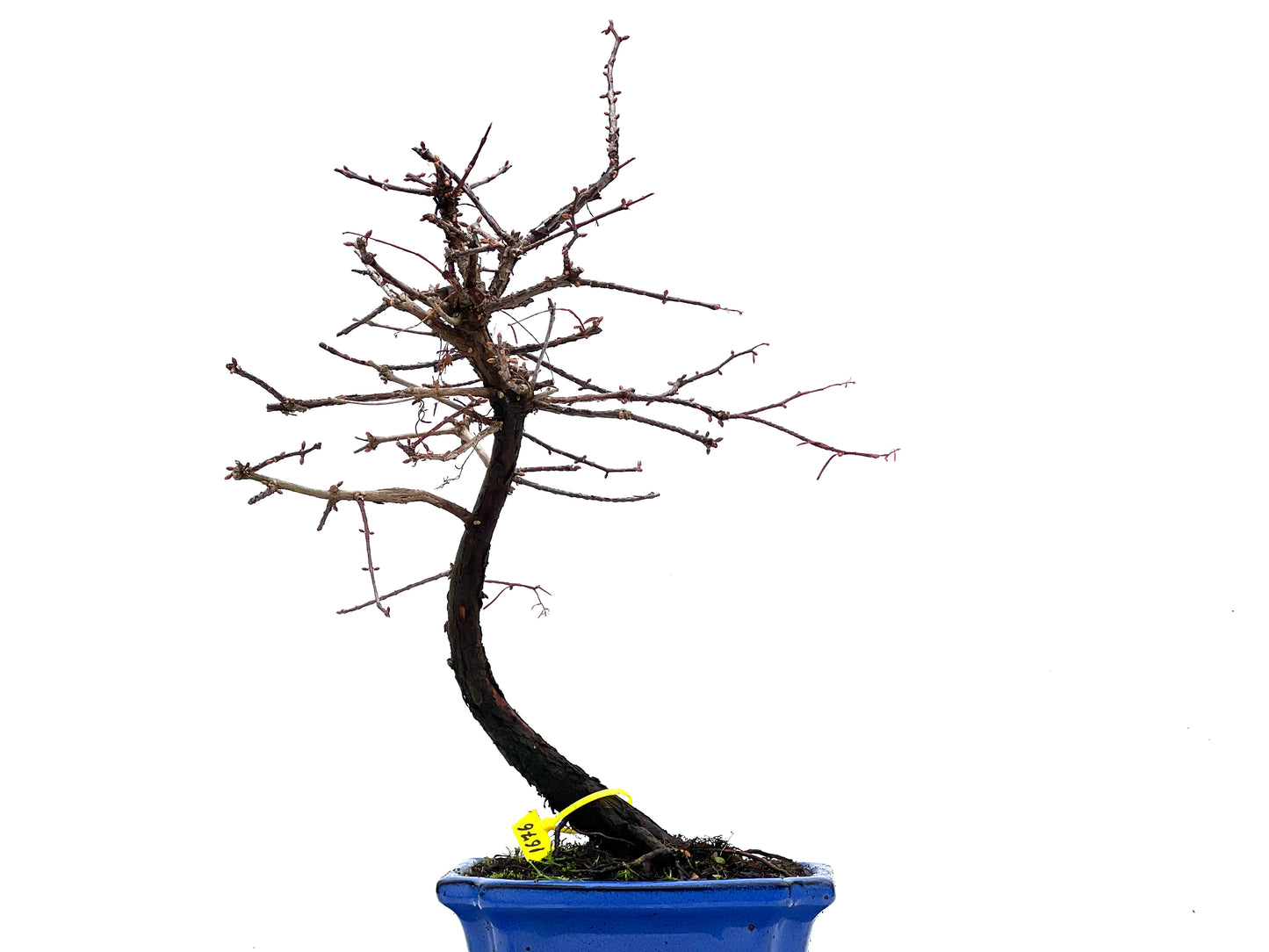 Metasequoia 1676