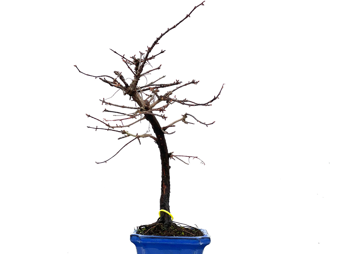 Metasequoia 1676