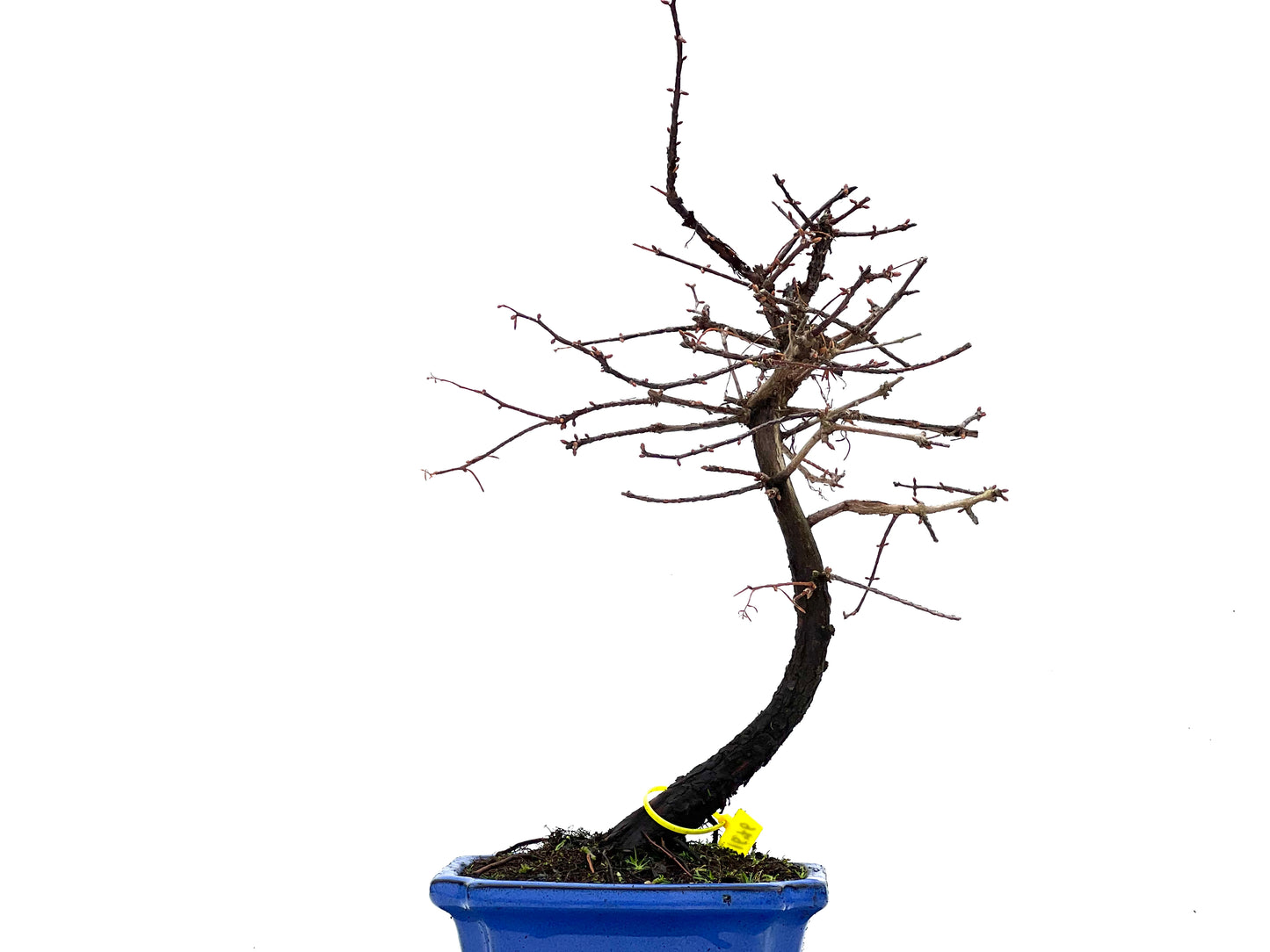 Metasequoia 1676