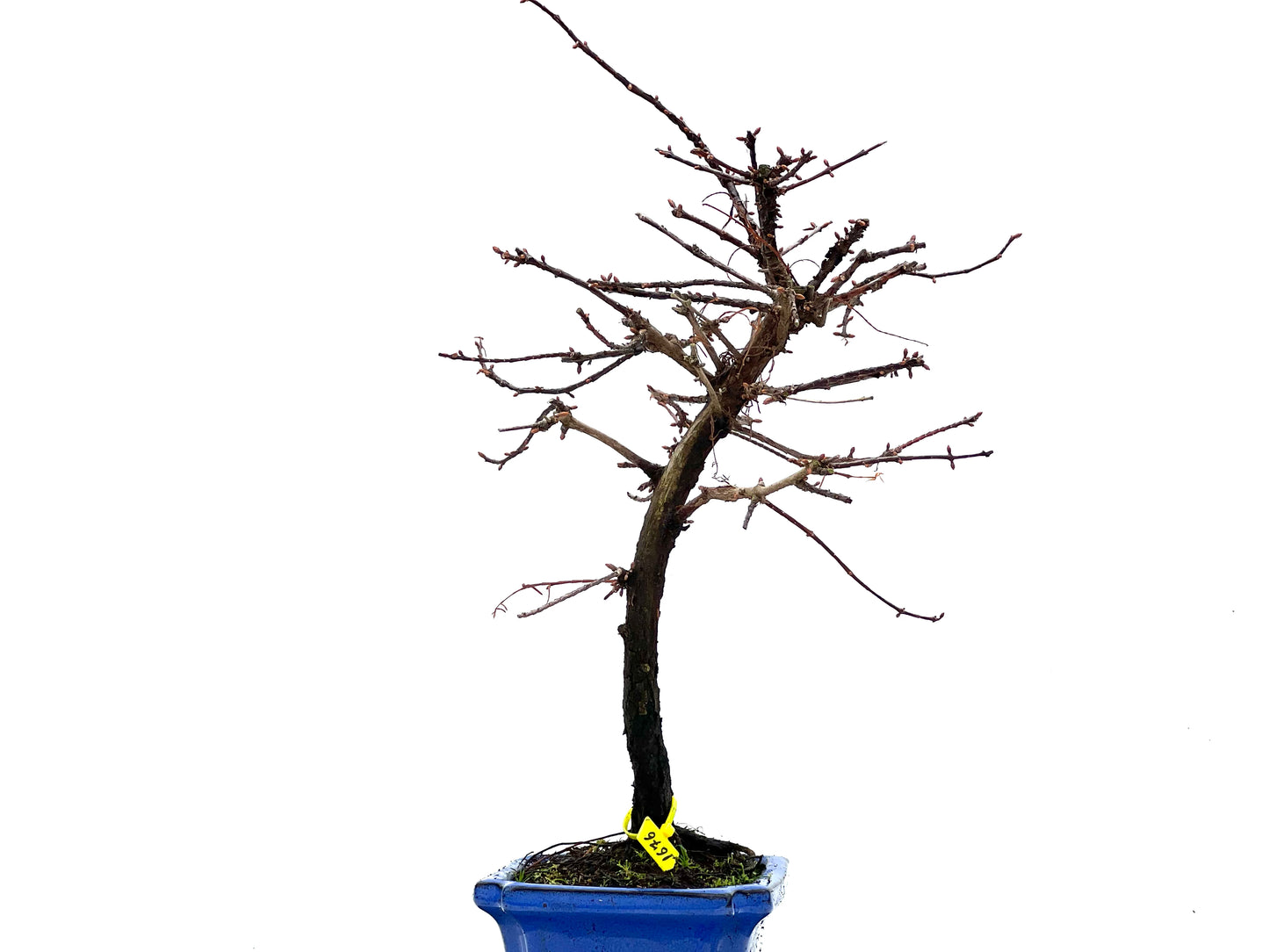 Metasequoia 1676