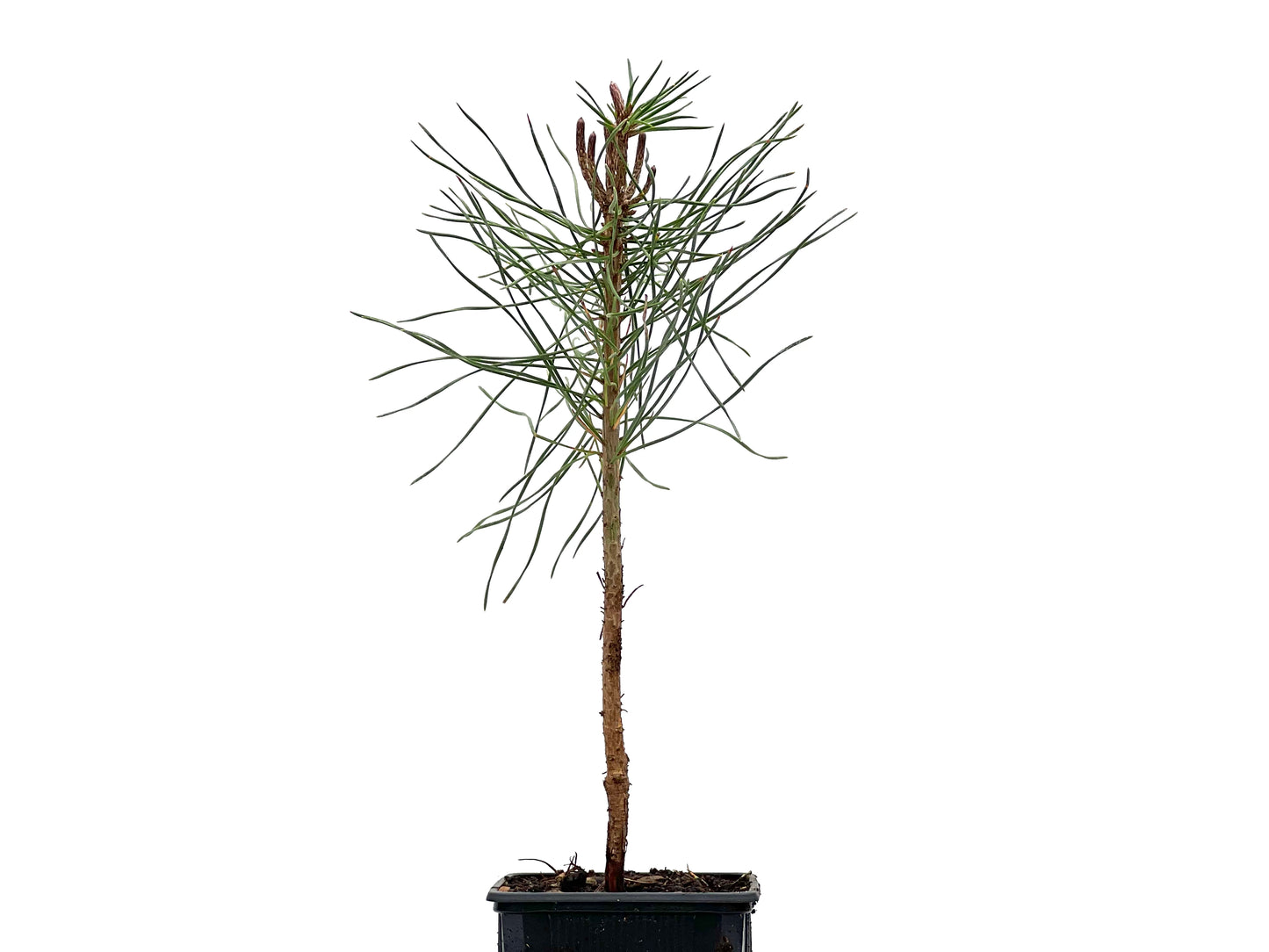 Pinus Sylvestris