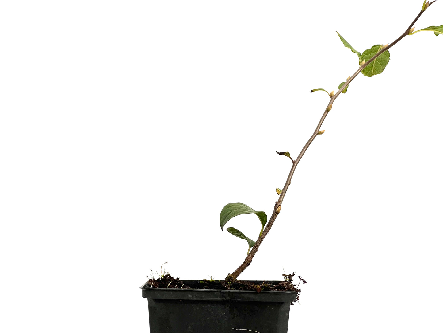 Diospyros Rhombifolia