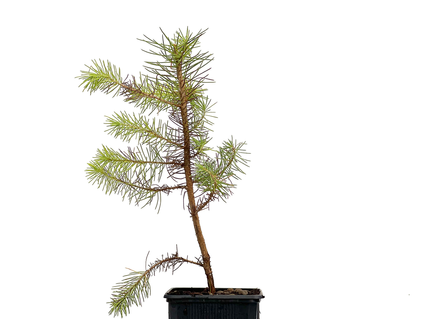 Pinus Pinea
