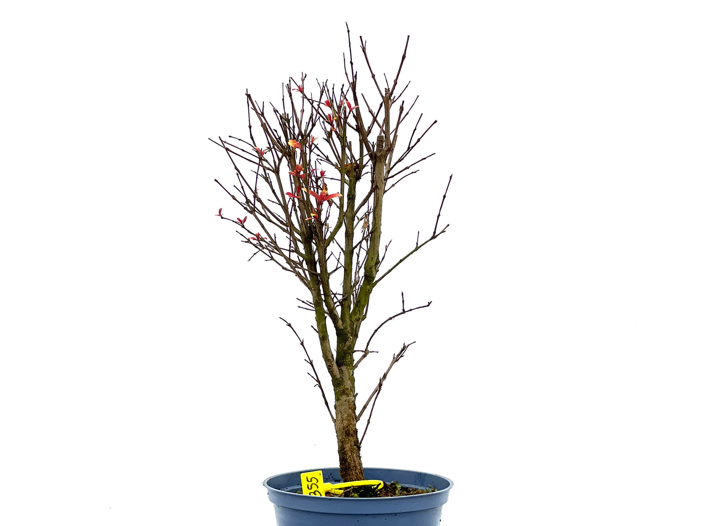 Punica Granatum Nana 1355