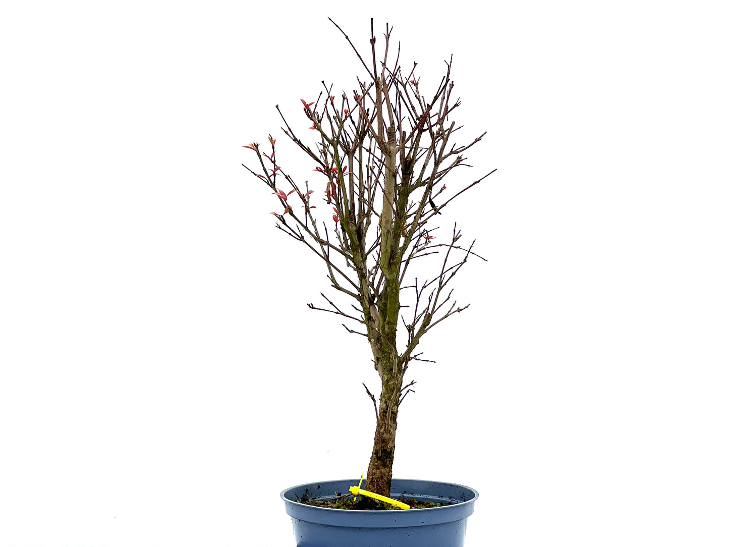 Punica Granatum Nana 1355