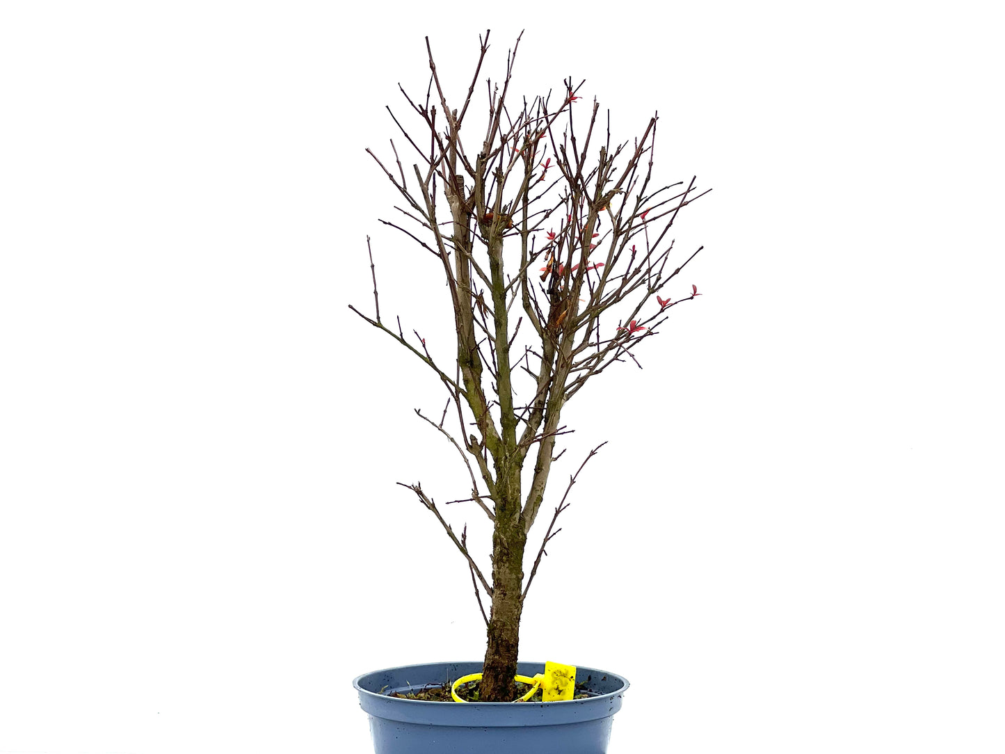 Punica Granatum Nana 1355