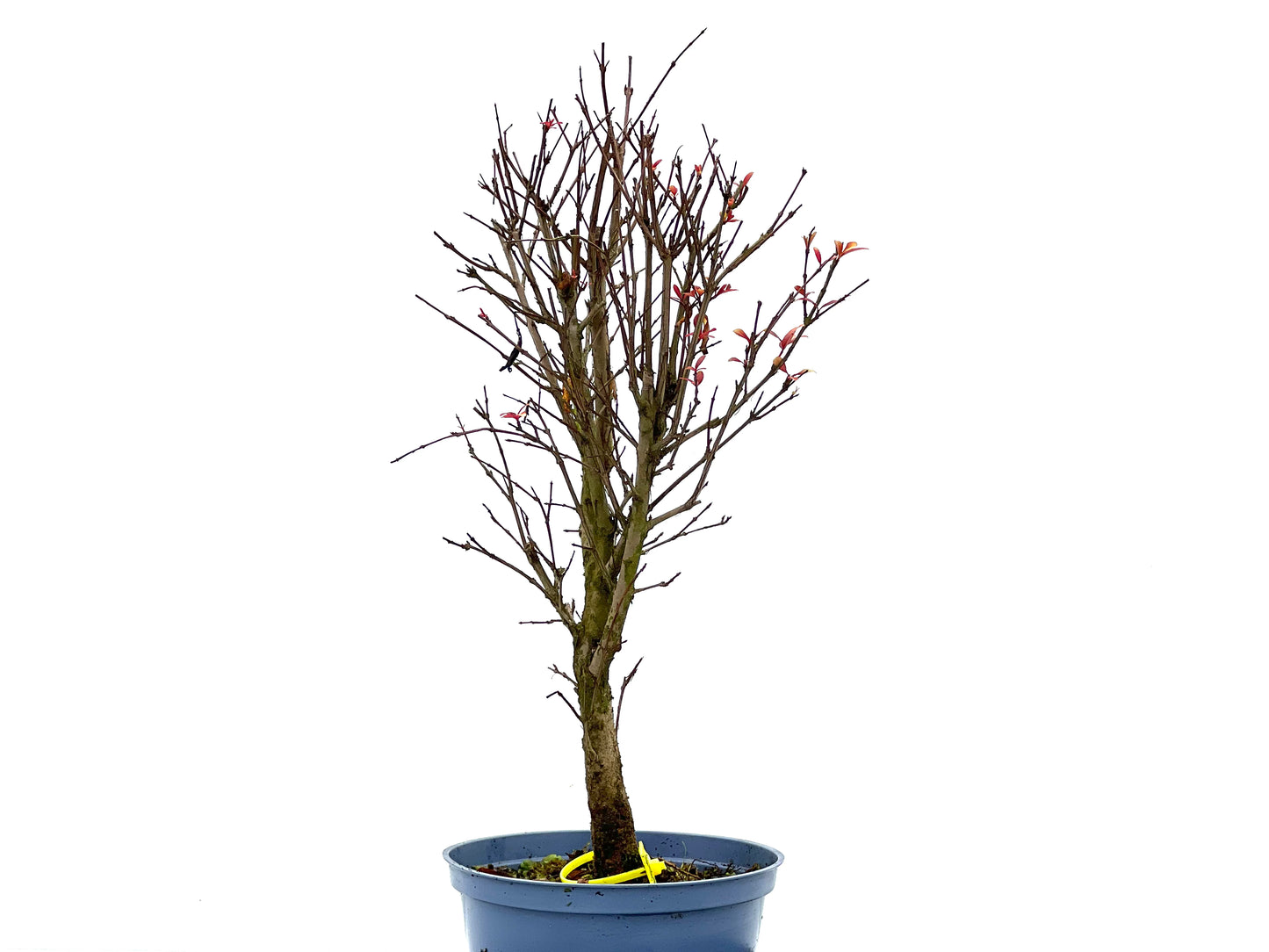 Punica Granatum Nana 1355