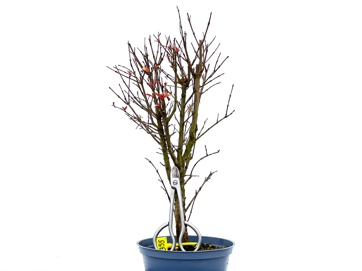Punica Granatum Nana 1355
