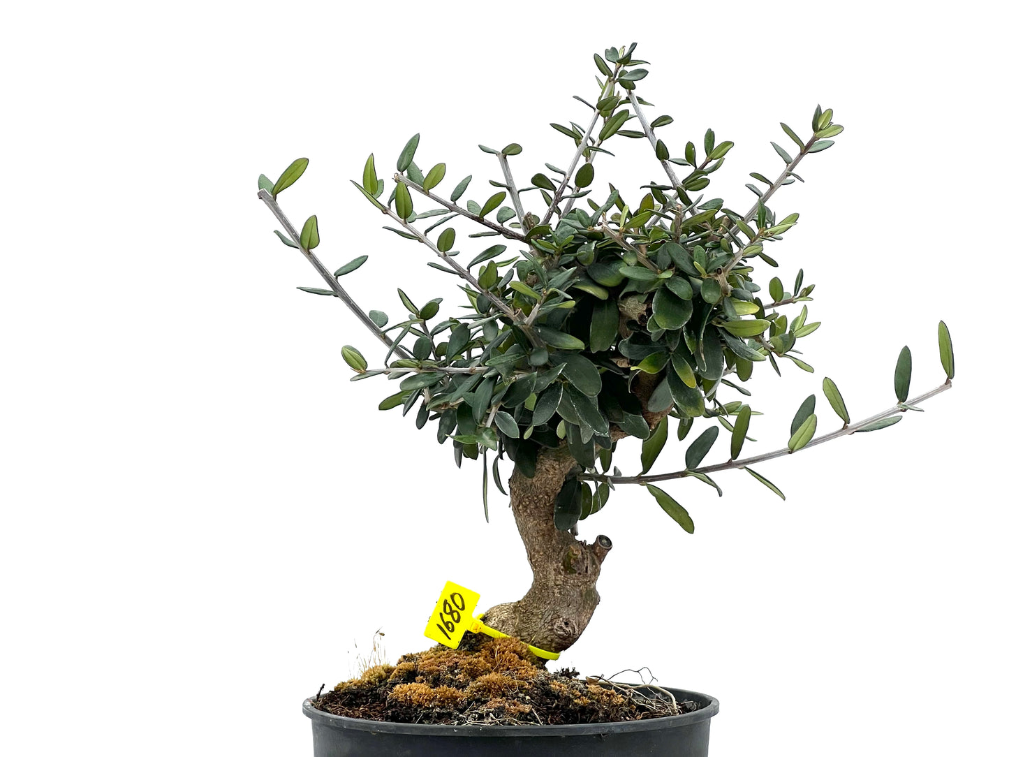 Olea Europaea Sylvestris 1680