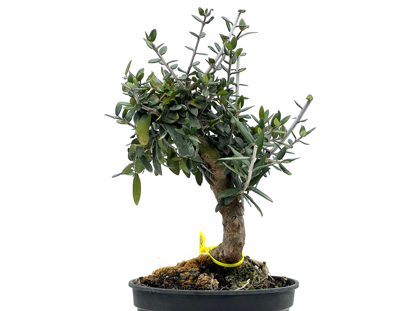 Olea Europaea Sylvestris 1680