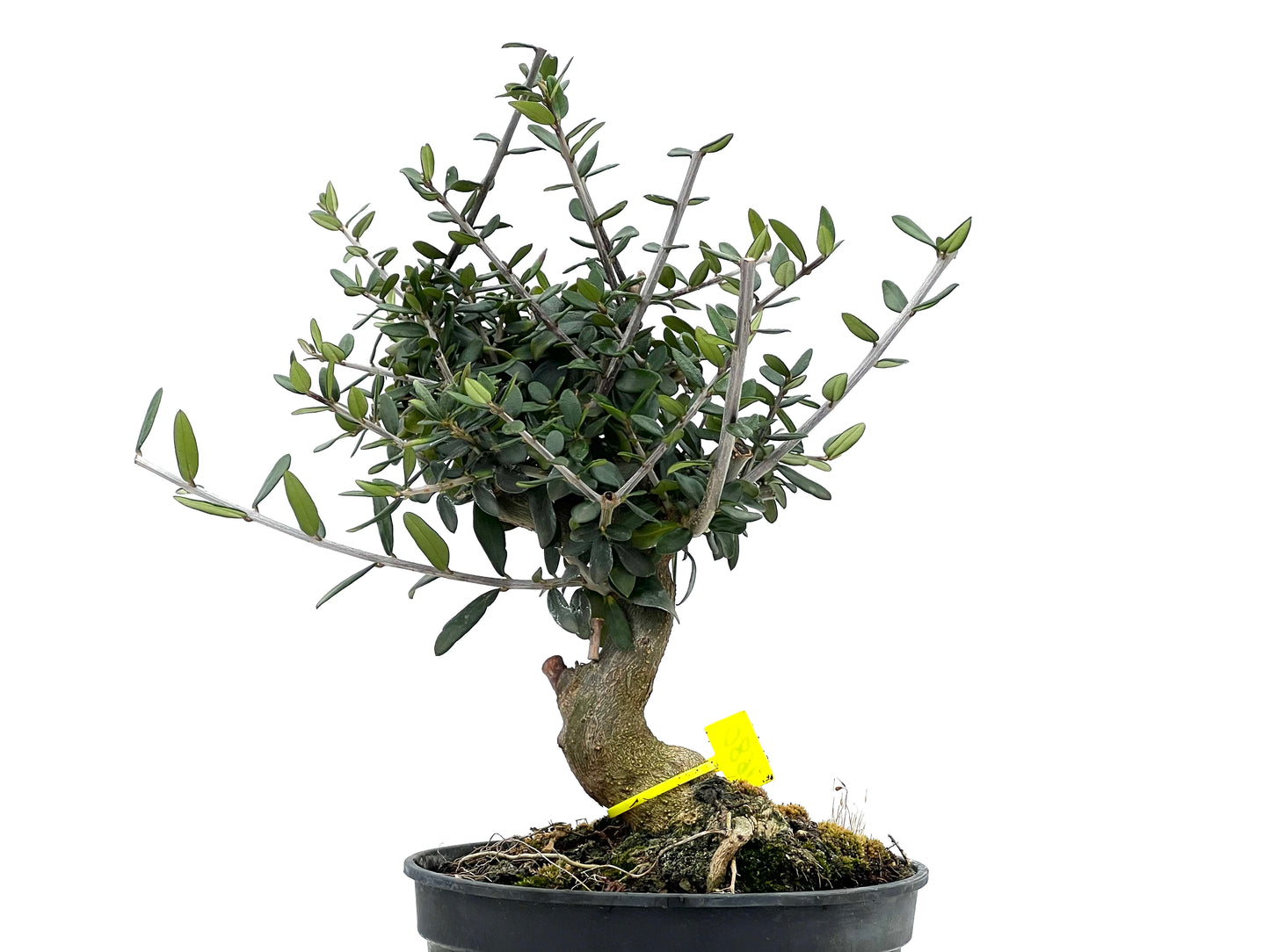 Olea Europaea Sylvestris 1680