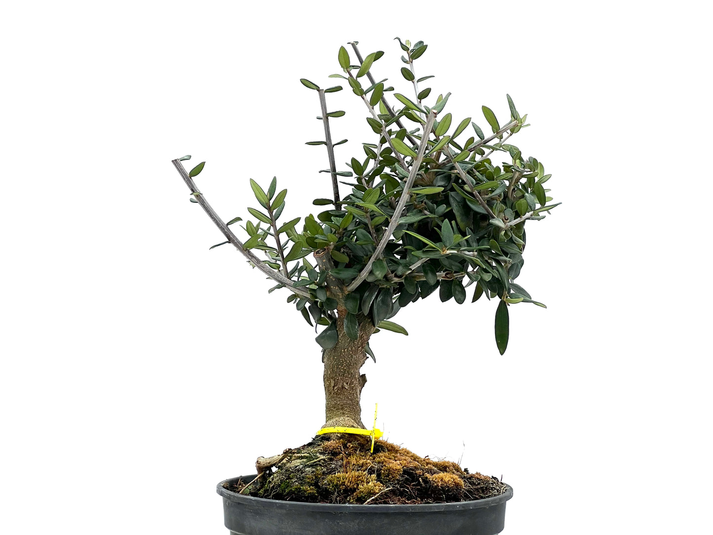 Olea Europaea Sylvestris 1680