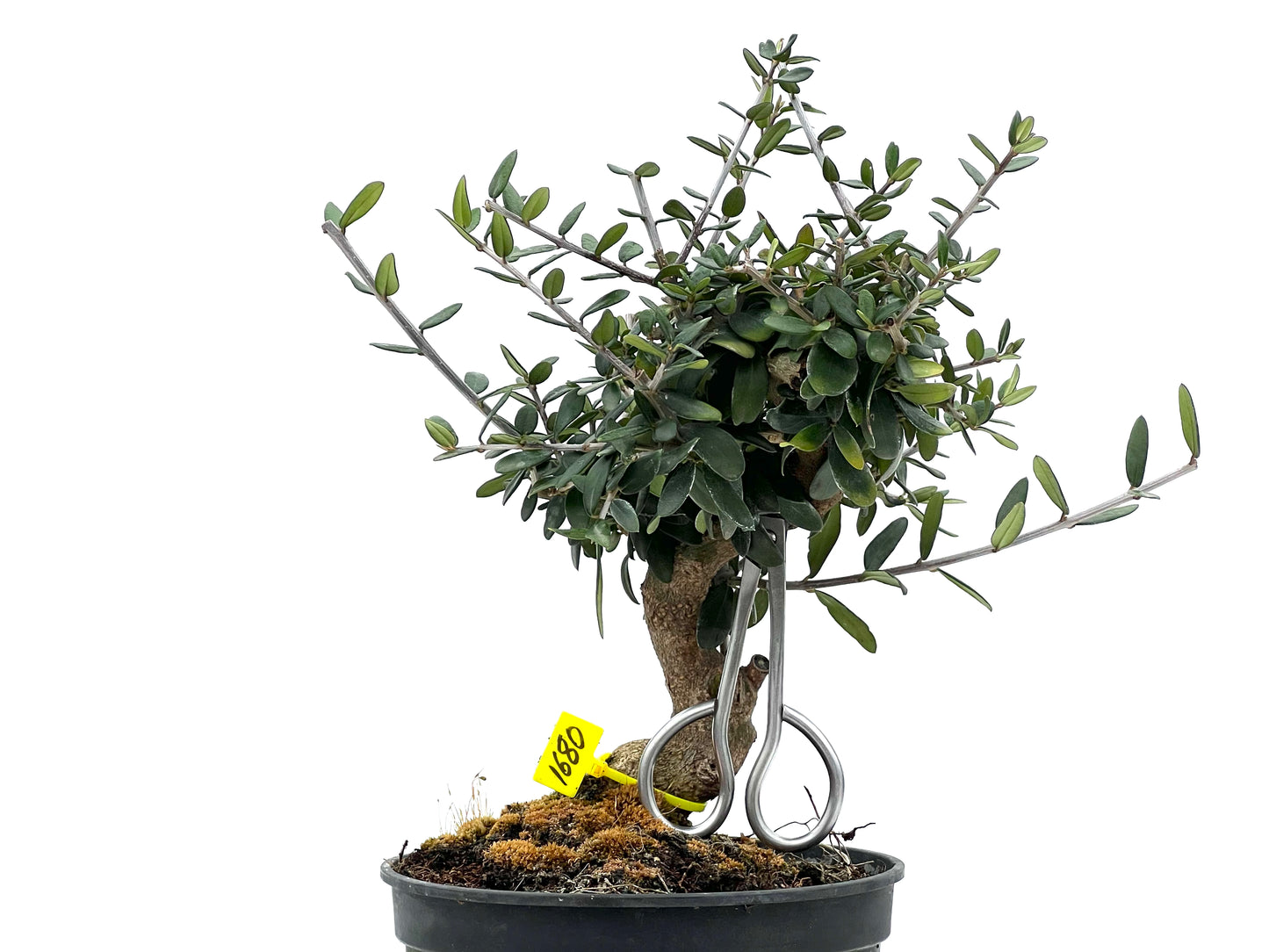 Olea Europaea Sylvestris 1680