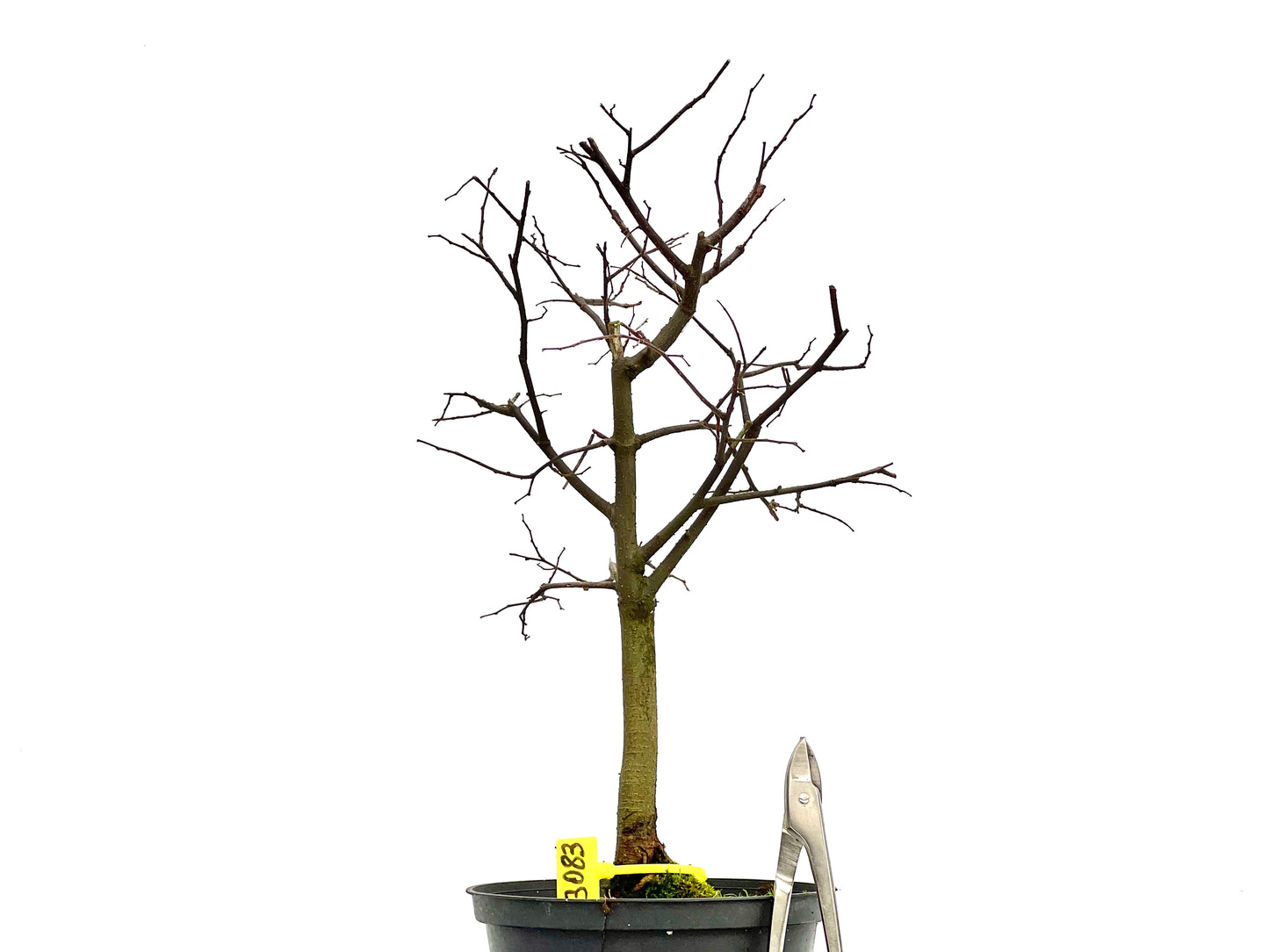 Celtis Australis 3083