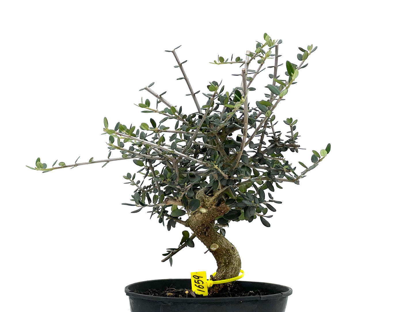 Olea Europaea Sylvestris 1659