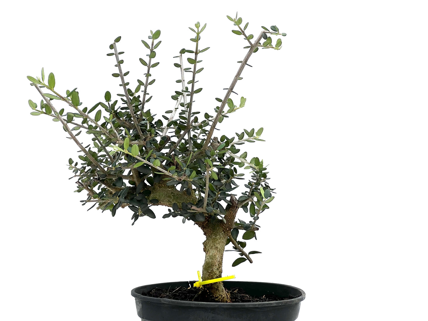 Olea Europaea Sylvestris 1659