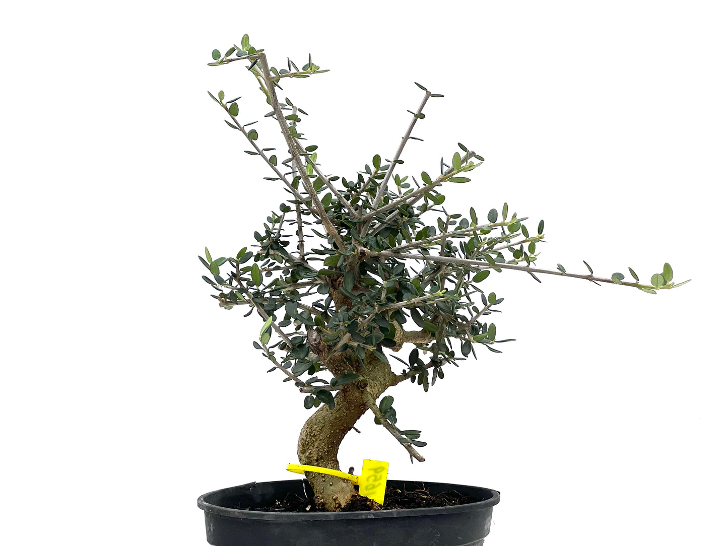 Olea Europaea Sylvestris 1659