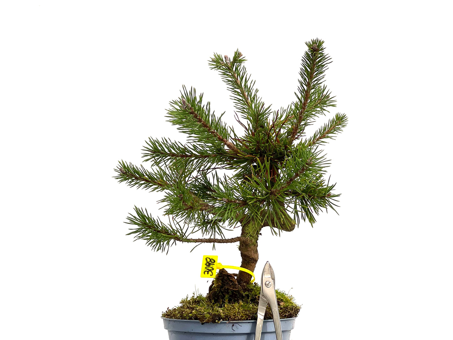 Pinus Sylvestris 3098