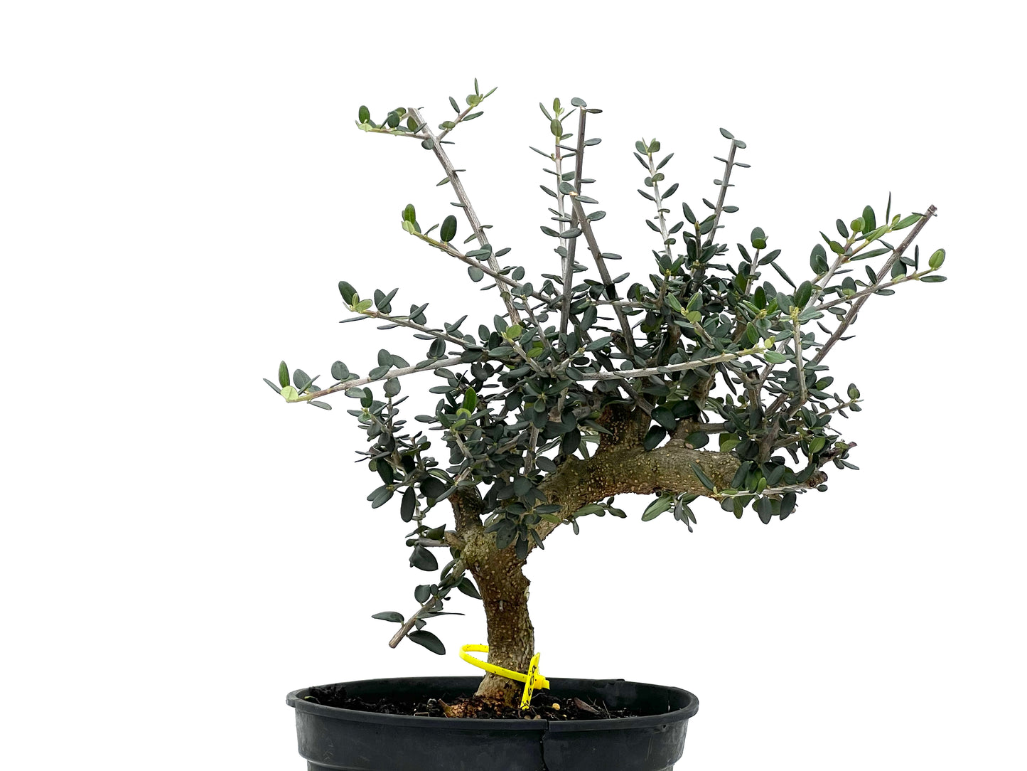 Olea Europaea Sylvestris 1659