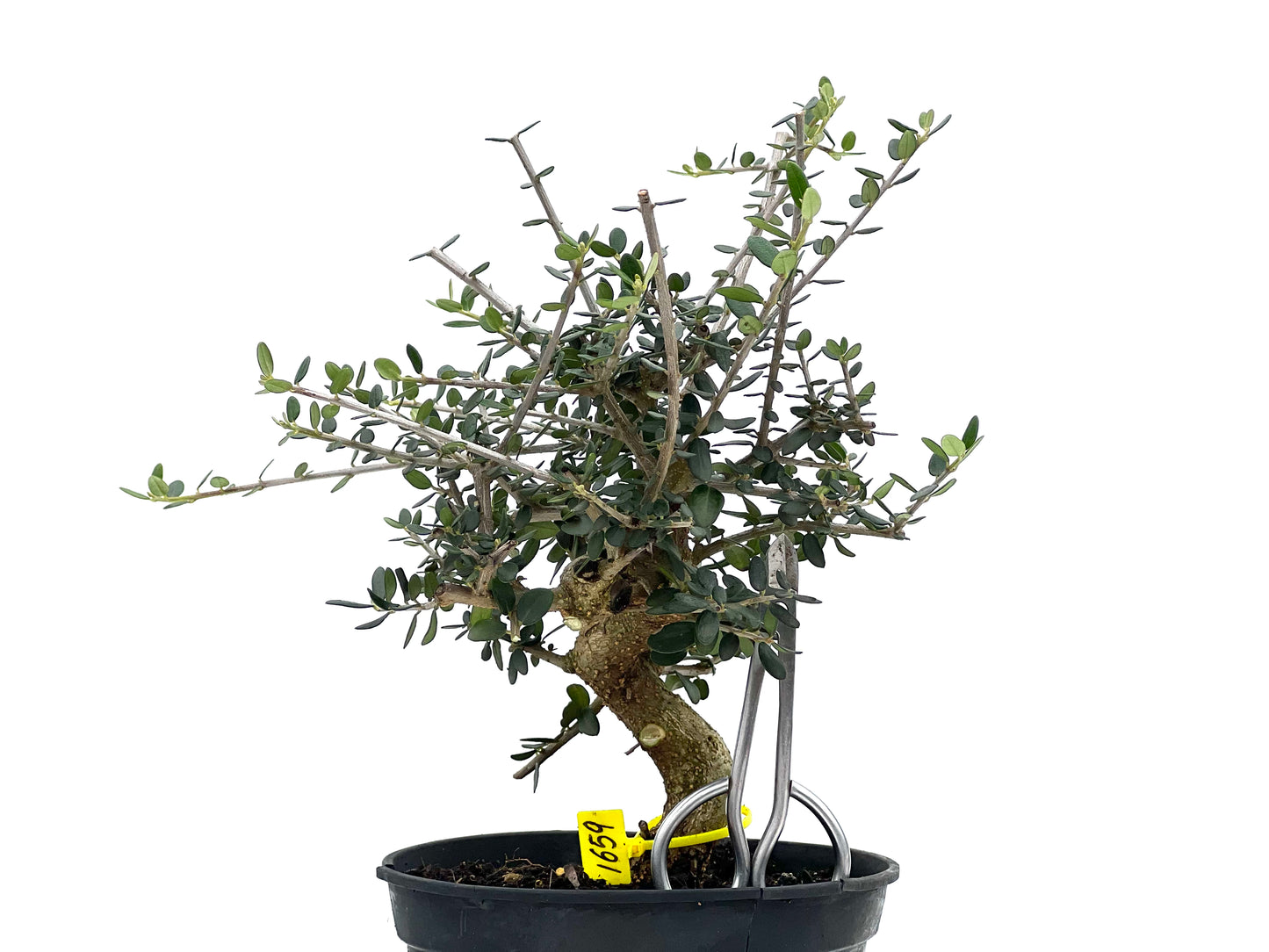 Olea Europaea Sylvestris 1659