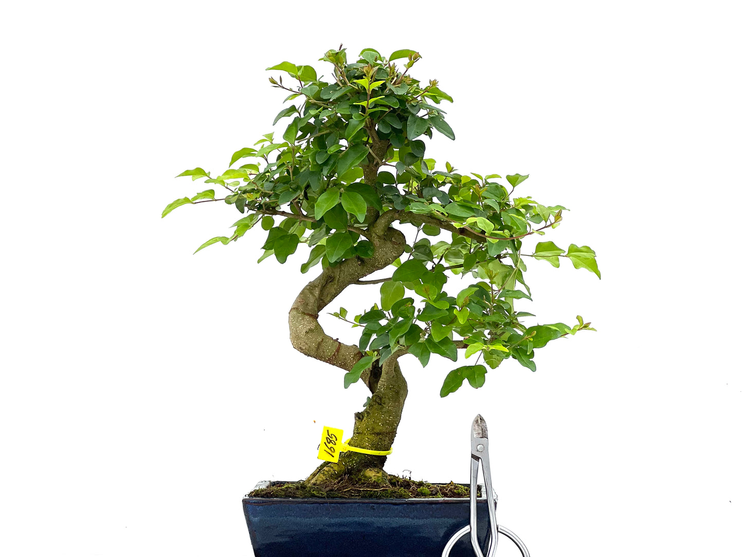 Ligustrum Sinensis 1685