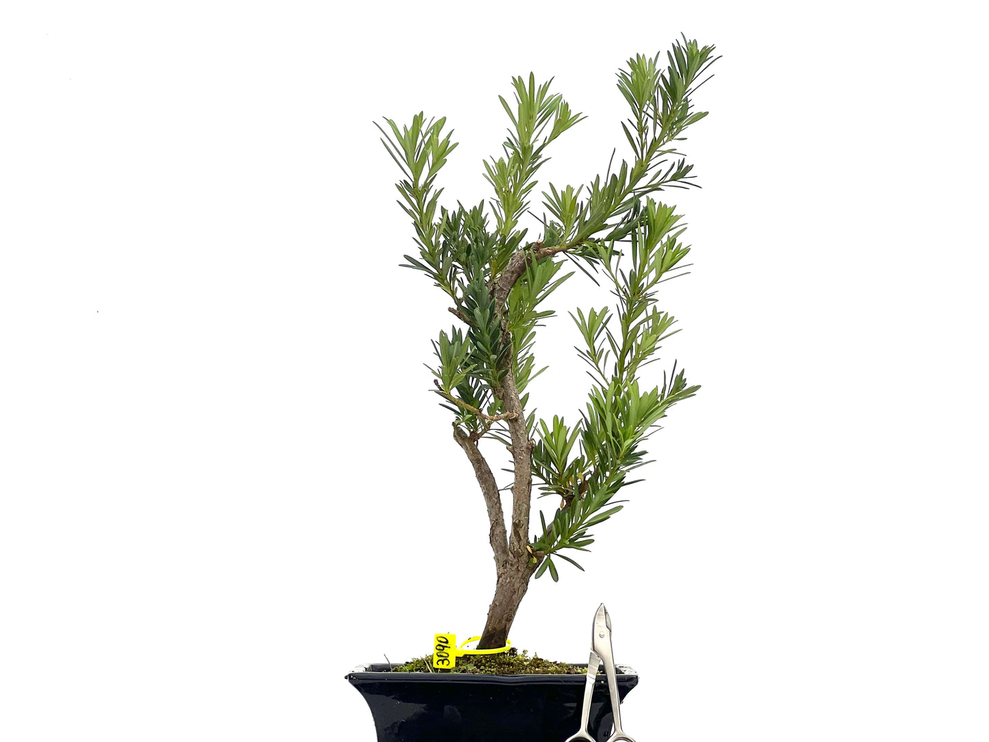 Taxus Baccata 3090