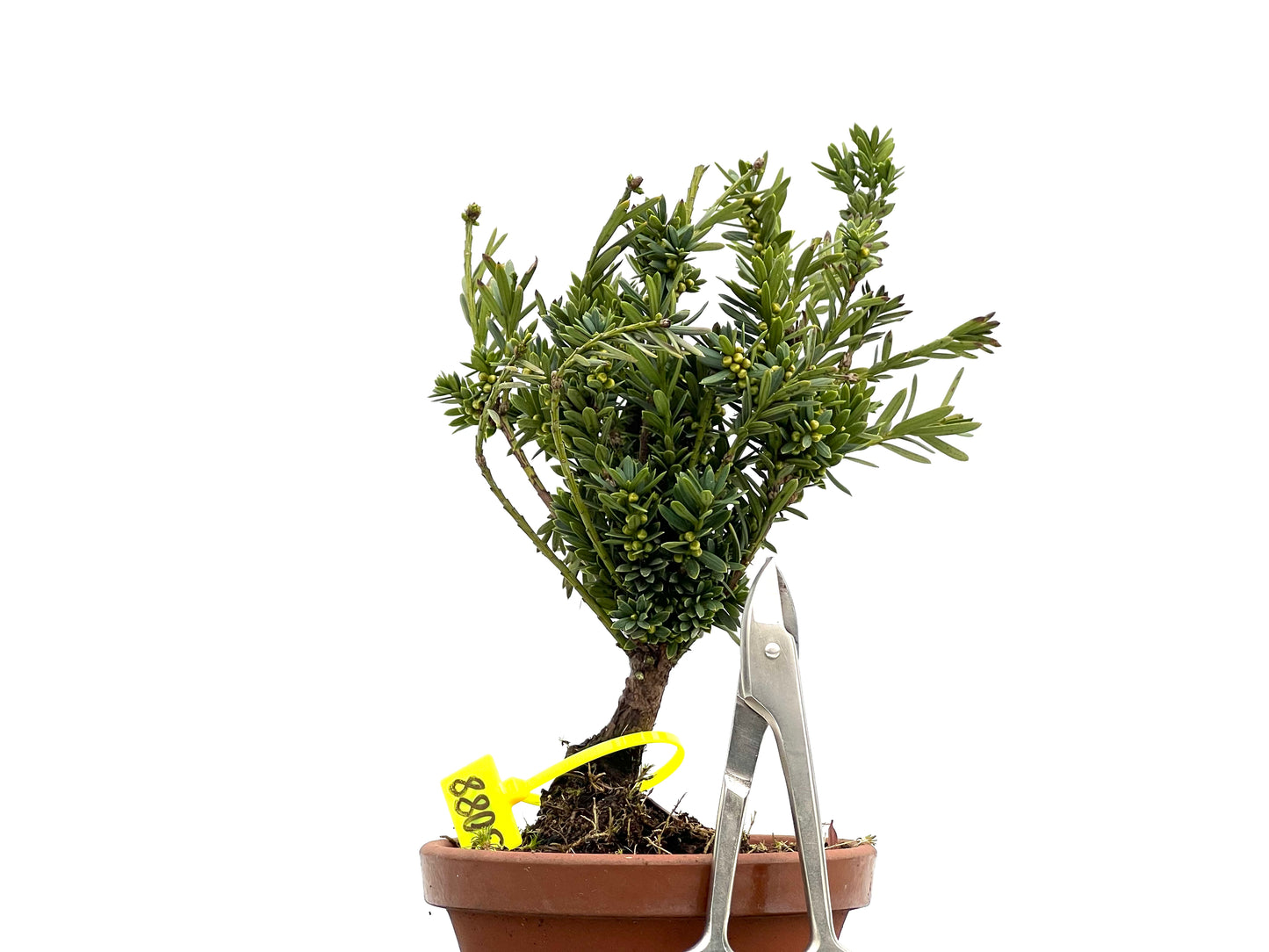 Taxus Baccata 3088