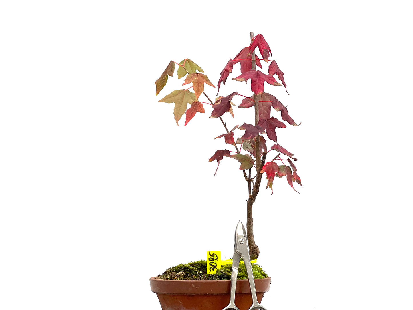 Acer Burgerianum 3095