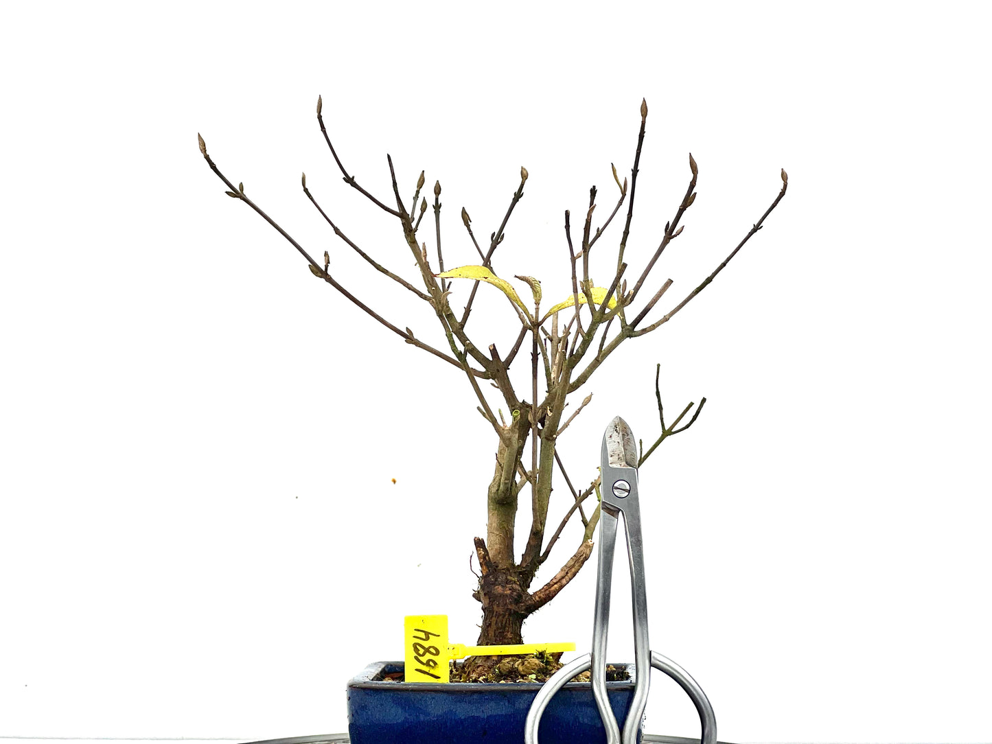 Callicarpa Japónica 1684