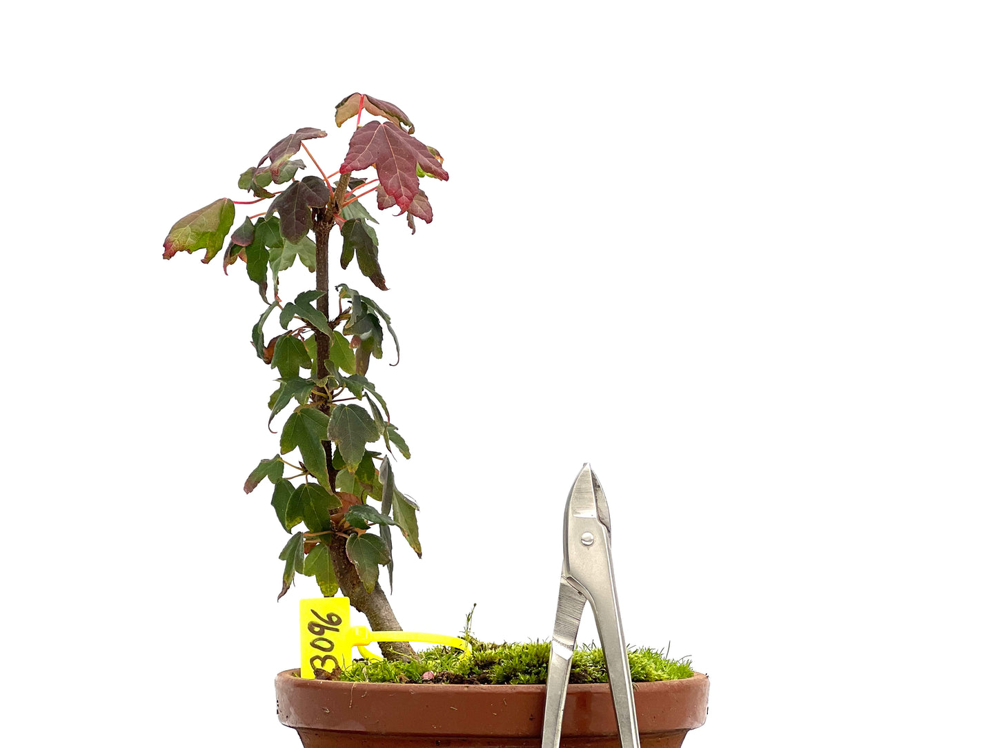 Acer Burgerianum 3096