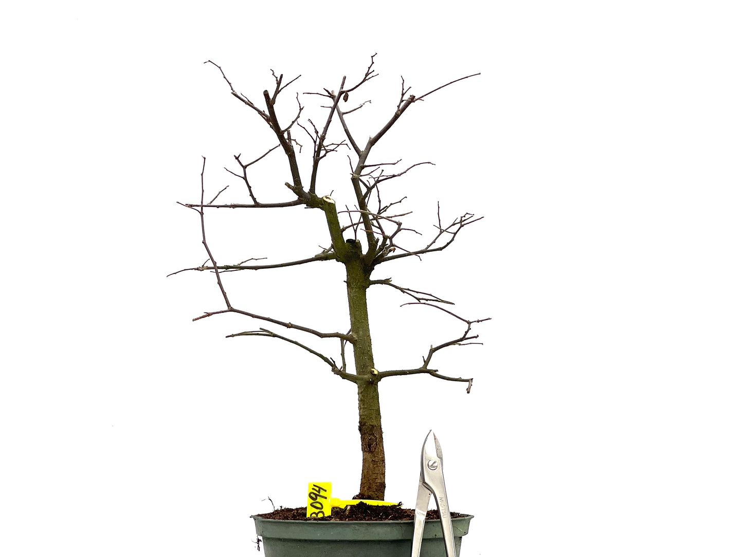 Celtis Australis 3094