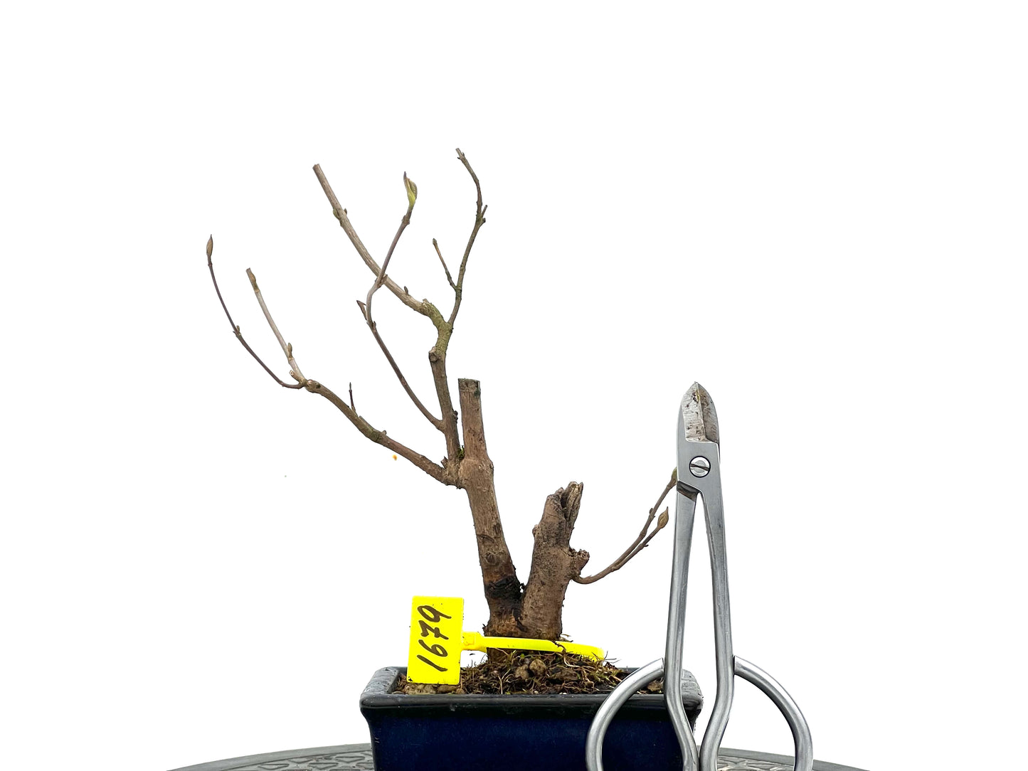 Callicarpa Japónica 1679