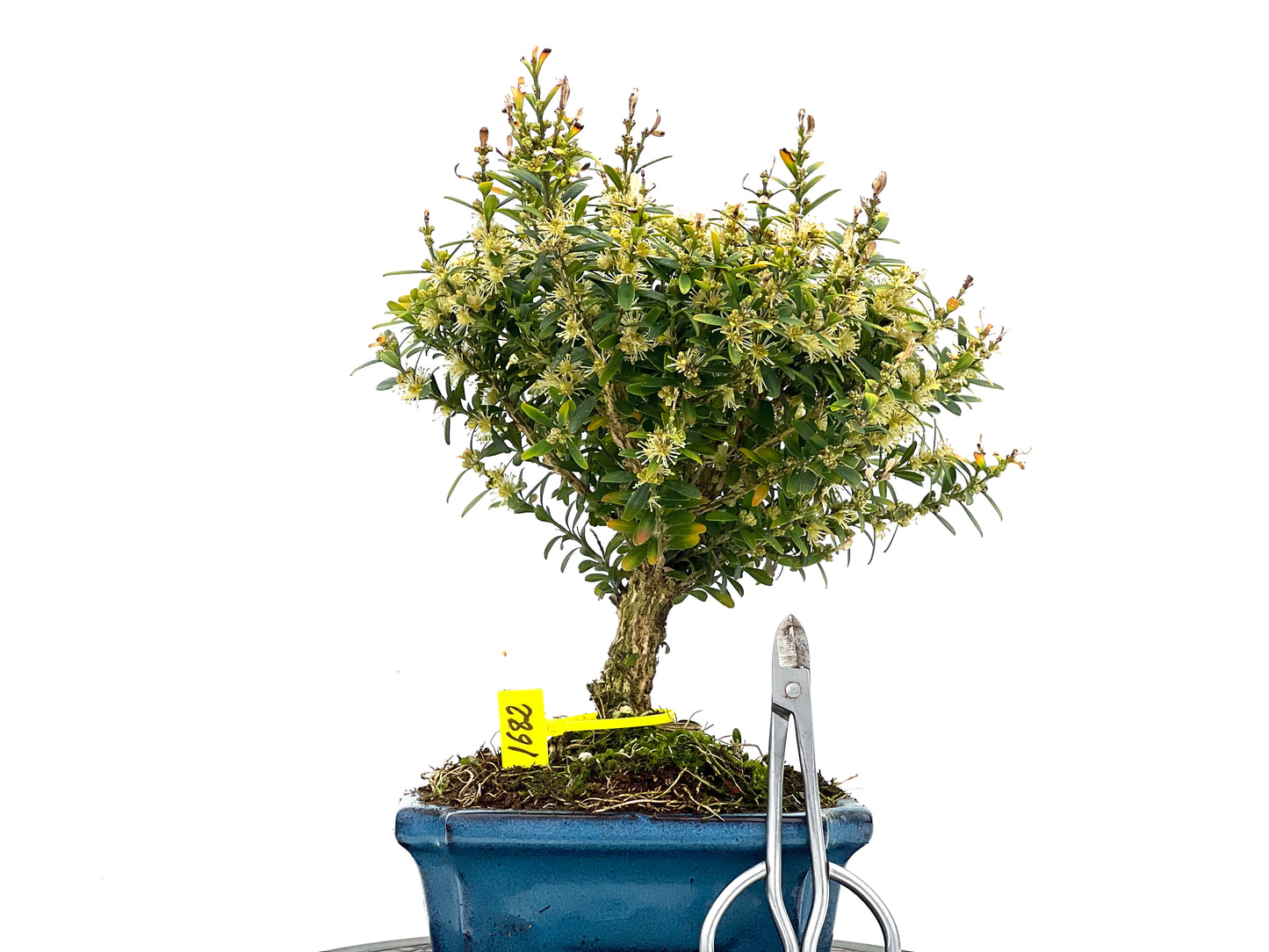 Buxus Harlandii 1682