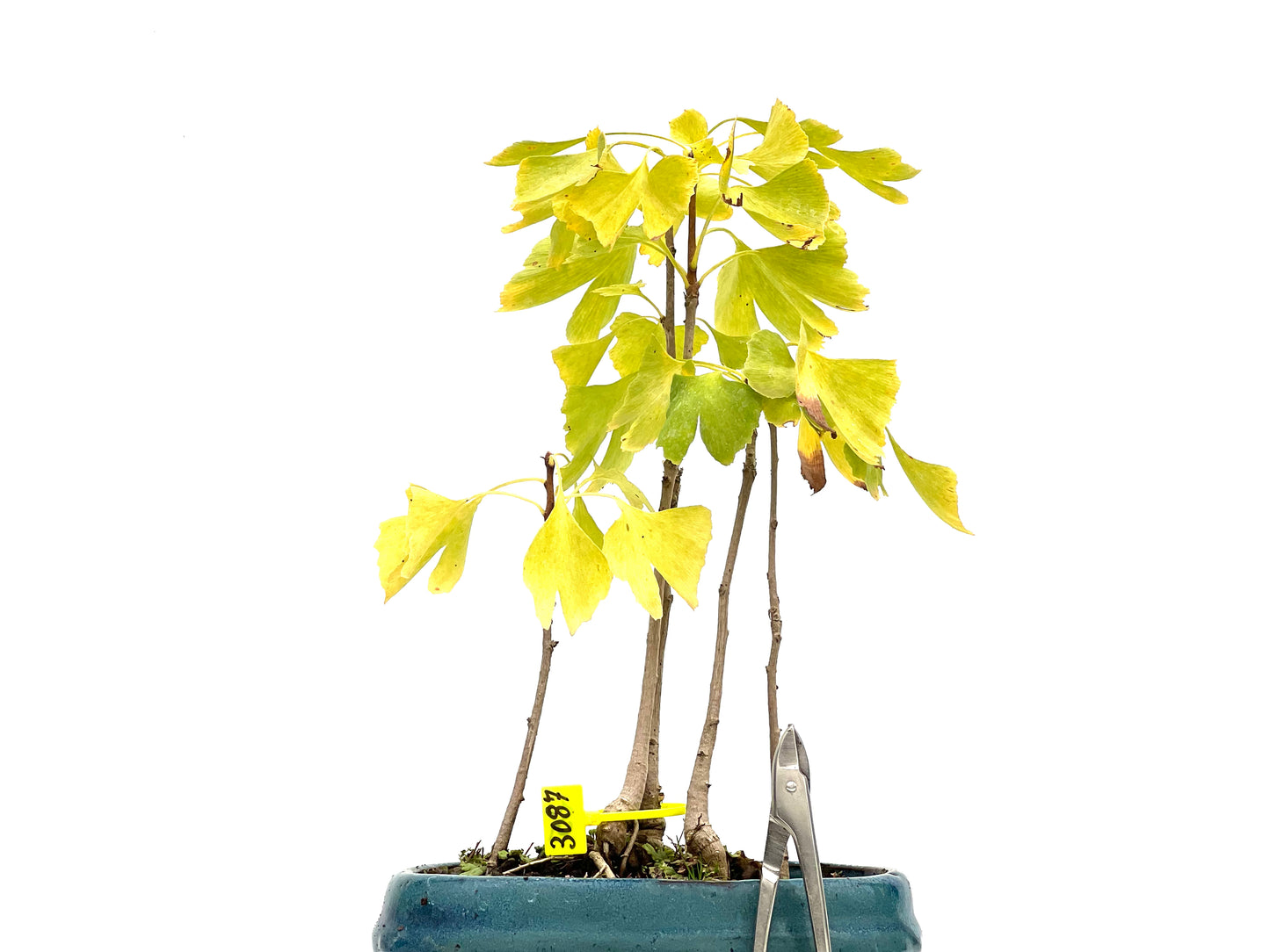 Bosque Ginkgo Biloba 3087