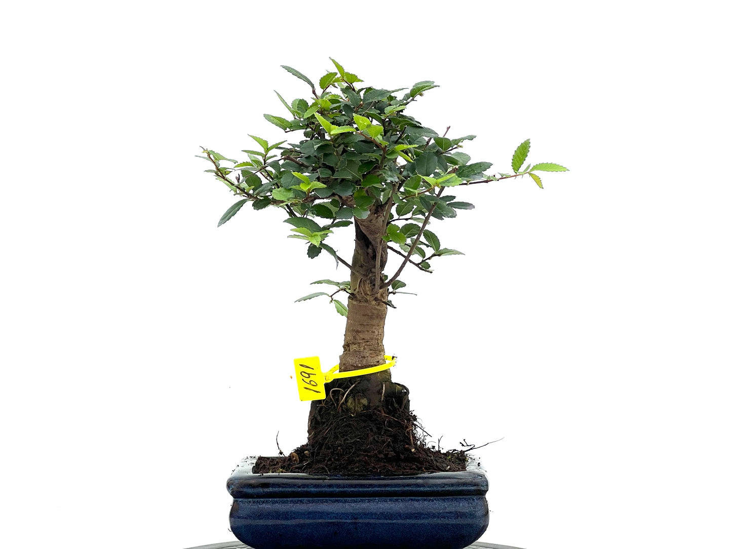 Ulmus Parvifolia 1691