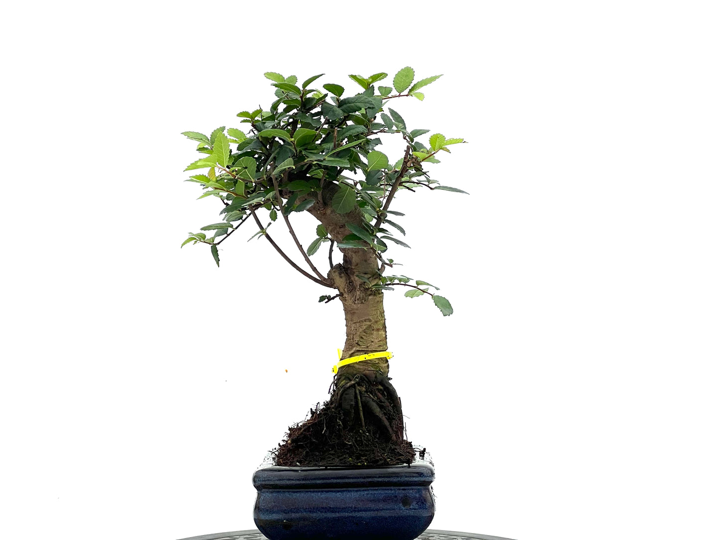 Ulmus Parvifolia 1691