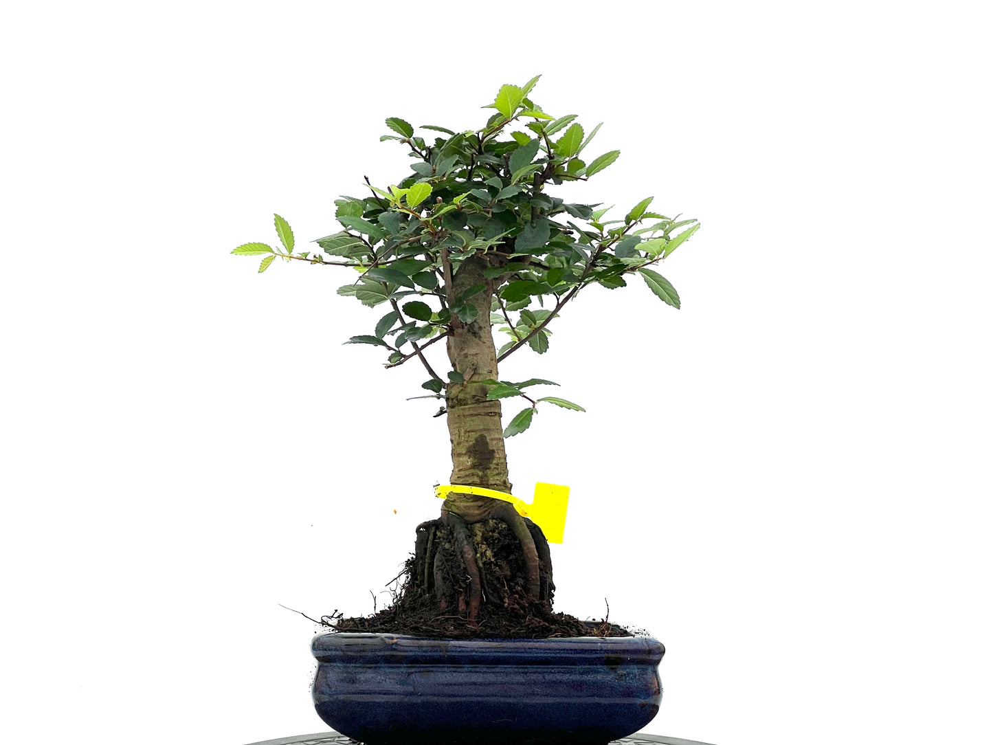 Ulmus Parvifolia 1691