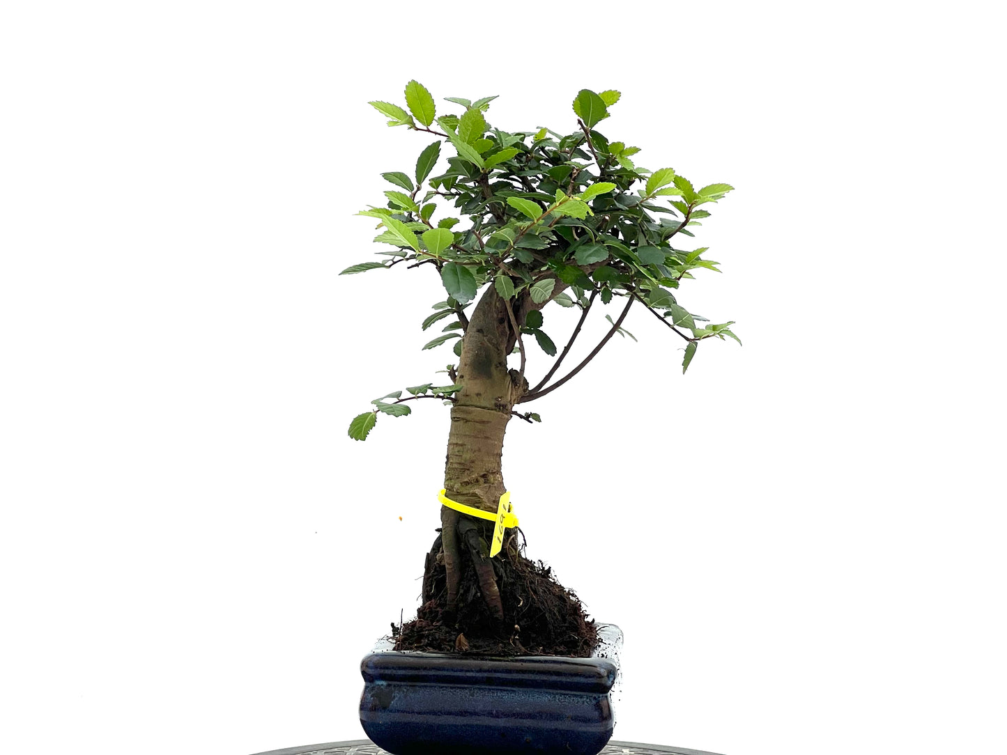 Ulmus Parvifolia 1691