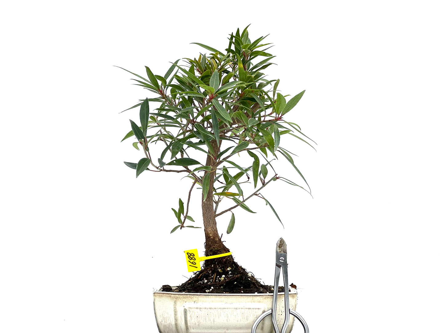 Ficus Nerifolia 1688